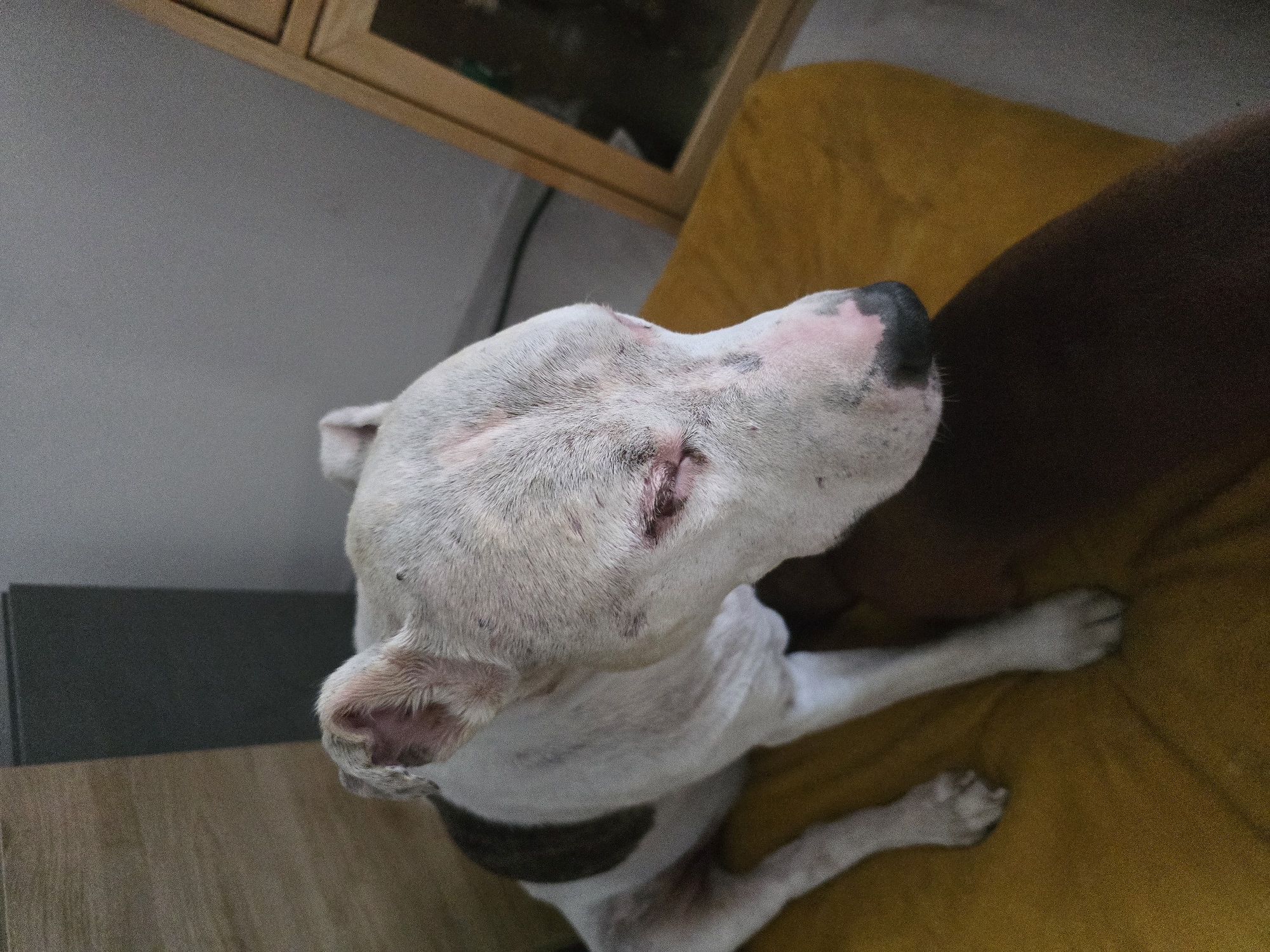 A white pit bull mix dog with brown markings is lying on a mustard-colored upholstered surface. The dog's eyes are partially closed and appear to be irritated, with redness around the eyelids. The dog has a pink nose with black spots. The background consists of a wooden cabinet, a dark gray rectangular object, and a grey wall. A person's arm, covered in dark skin, is visible in the foreground, partially obscuring the dog's body. The scene is indoors, in an area that appears to be a living space.