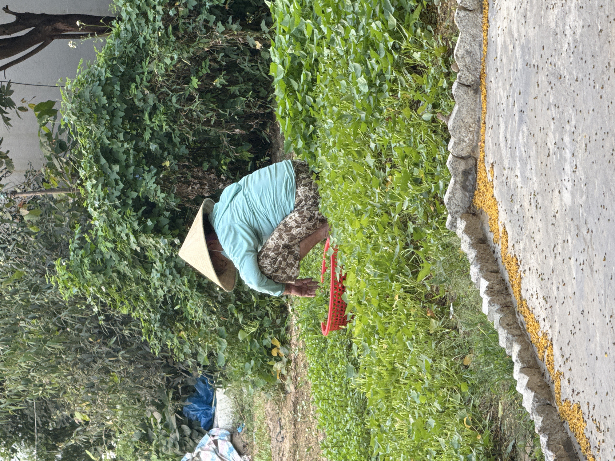 A woman wearing a conical hat, a light blue shirt, and patterned pants is crouched in a lush, green field. She holds a red basket and appears to be picking something from the plants. The environment consists of dense vegetation, including bushy plants and smaller leafy greens. Beside the field is a concrete path or road with a stone border where small yellow objects are scattered. The location is possibly in a rural area of the city of Đà Nẵng, Vietnam.