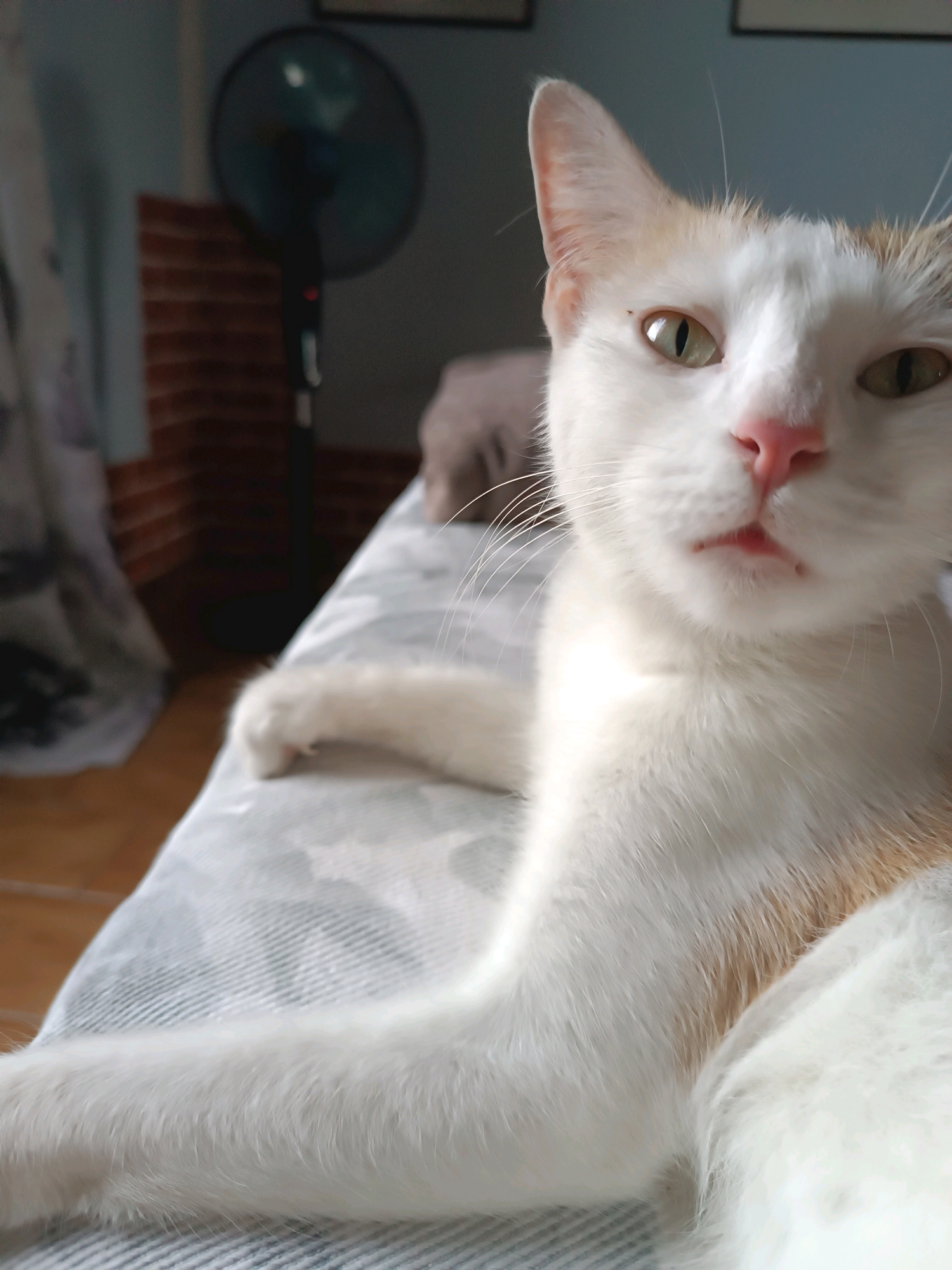 A white and orange cat with green eyes and a pink nose is lying on a bed. The cat is looking directly at the camera. The background is blurry, but appears to be a room with a fan and some curtains. The image is taken from a close-up perspective, focusing on the cat's face. There is no indication of the location being in Viadana, Italy.
