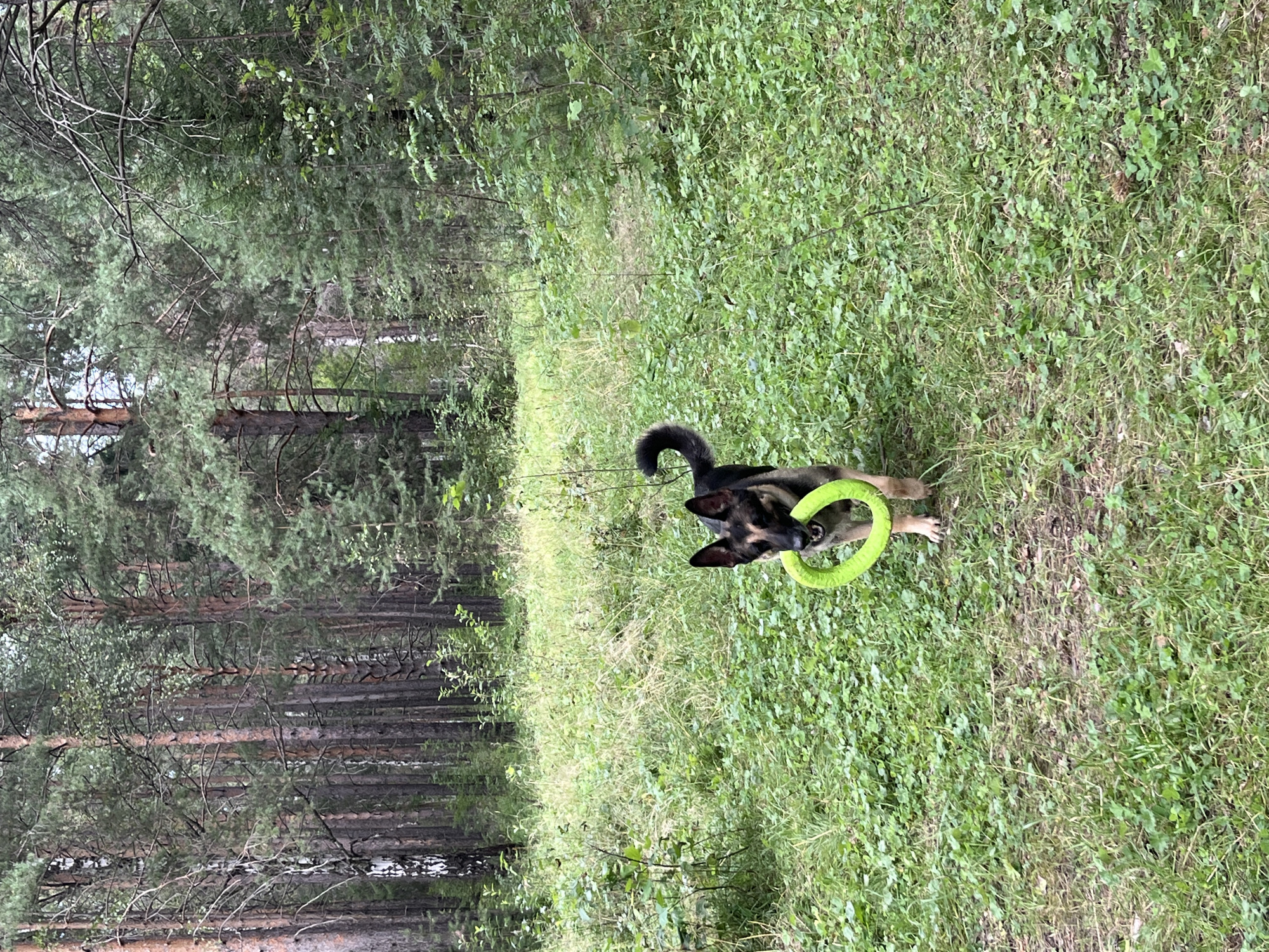 An adult German Shepherd dog with black and tan markings stands in a grassy clearing within a dense forest. The dog is holding a bright green ring-shaped toy in its mouth. The dog's tail is curled over its back. The environment is natural, with numerous tall pine trees and undergrowth. The lighting suggests an overcast day. The image does not provide any specific clues to its location within the city of Nizhny Tagil, Russia.