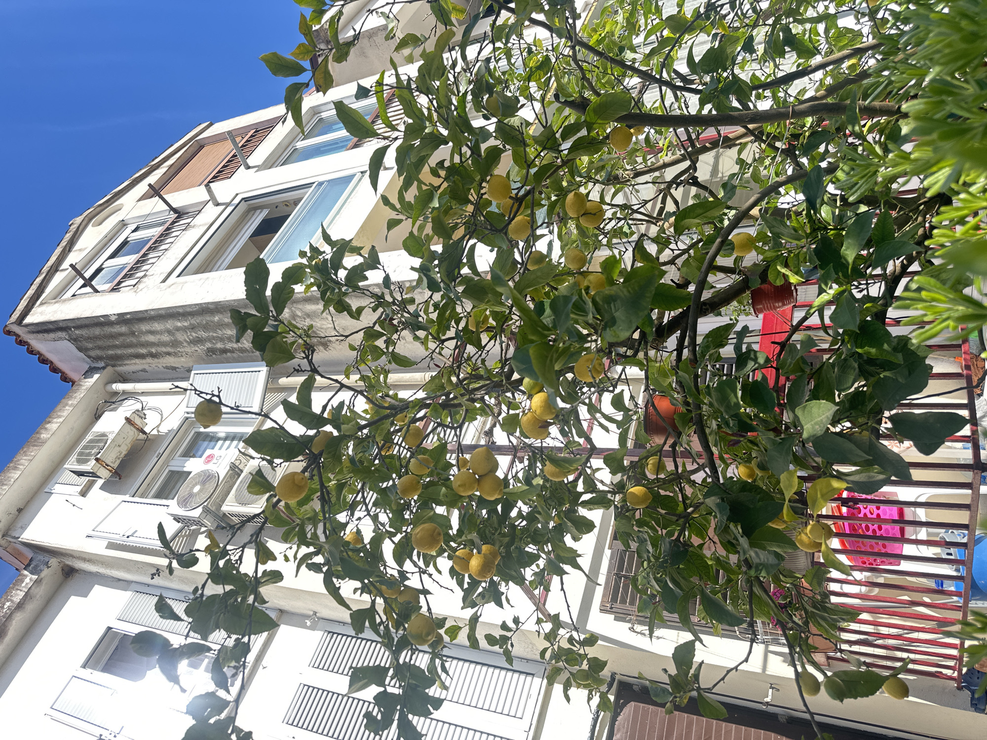 A low-angle shot captures a tall, white building and an abundant lemon tree against a clear blue sky. The building is several stories high, with windows, air conditioning units, and shutters. A red balcony with patterned decorations is visible on one side. The lemon tree, filled with green leaves and yellow lemons, occupies the center of the frame. The perspective emphasizes the height of the building and the fullness of the tree. The location is likely Budva, Montenegro.