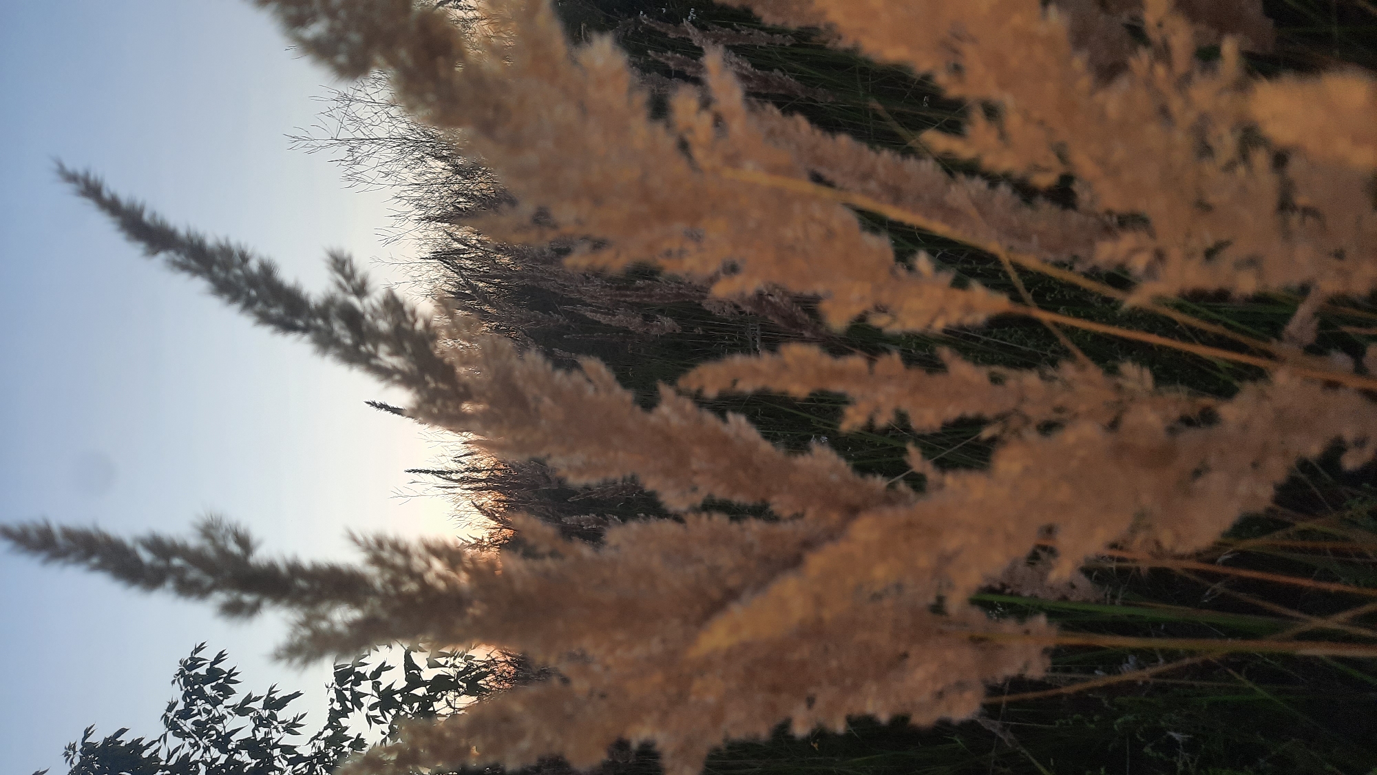 The image captures a close-up view of dry, beige-colored tall grasses in the foreground, with their feathery seed heads blurred. Behind them, a dense field of similar grasses extends into the background. The sky above is a gradient of soft blue and pale orange, suggesting either dawn or dusk. To the left, a portion of a dark-leaved tree is visible against the sky. The overall setting appears to be a natural, open space, possibly a meadow or field on the outskirts of the city of Shklow, Belarus. There are no people or animals present in the scene.