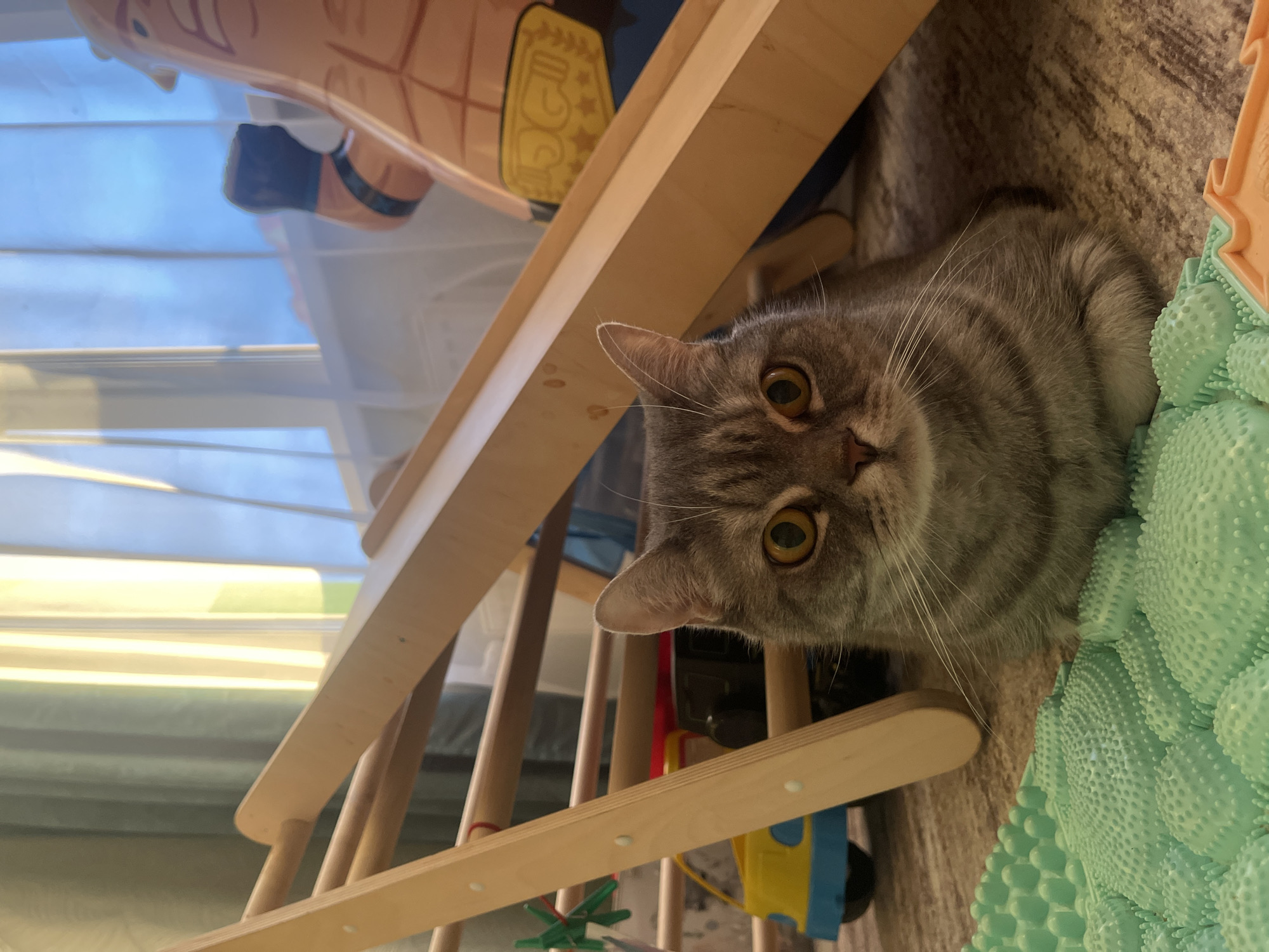 A gray tabby cat with distinctive yellow-green eyes looks directly at the viewer, its head tilted slightly. Its striped fur and prominent white whiskers are clearly visible. The cat appears to be resting on a light-colored, possibly carpeted, floor.
A light wooden structure, resembling a child's play frame or indoor climber, spans diagonally across the image, partially framing the cat. To the right of the cat, a prominent mint green object with a textured, bumpy surface, possibly a toy or pet mat, is visible.
In the background, a window provides ample natural light, indicating it is daytime. The view outside is softly blurred. Various colorful toys, including a partially visible orange and yellow punching bag-like figure and a yellow and blue block, are scattered on the floor behind the wooden structure.
The scene takes place indoors, likely within a home in Izhevsk, Russia. The image is oriented vertically, suggesting it was taken with the camera rotated. The cat's expression is alert and curious. There is no visible text in the image.