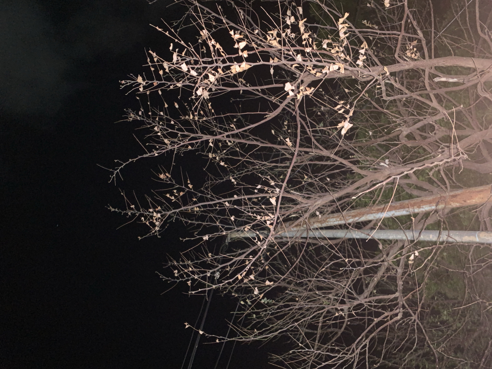 The image depicts bare tree branches silhouetted against a dark night sky. Some dry, light-colored leaves are still attached to the branches. Behind the branches are two horizontal metallic pipes. The location is unknown and there are no people, actions, or interactions visible in the image.