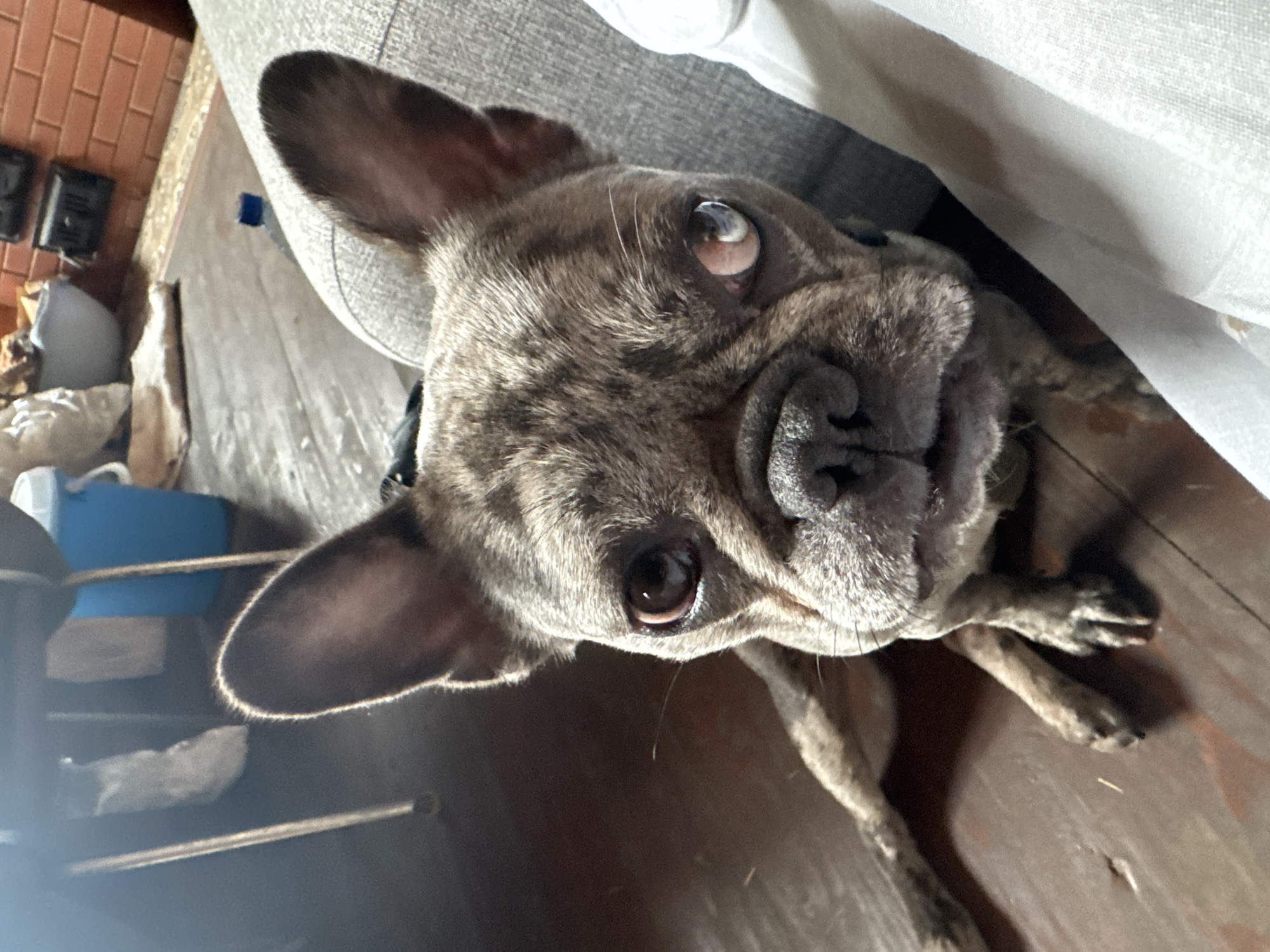 The image shows a brindle French Bulldog resting on a couch indoors. The dog is looking directly at the camera with its left eye appearing milky or clouded. The dog's fur is a mix of brown and black stripes. The background shows a wooden floor and furniture, including a blue cooler and some bags. The overall lighting suggests an indoor environment, likely a home. There is no indication of the city of Krasnoe, Russia, in the image.