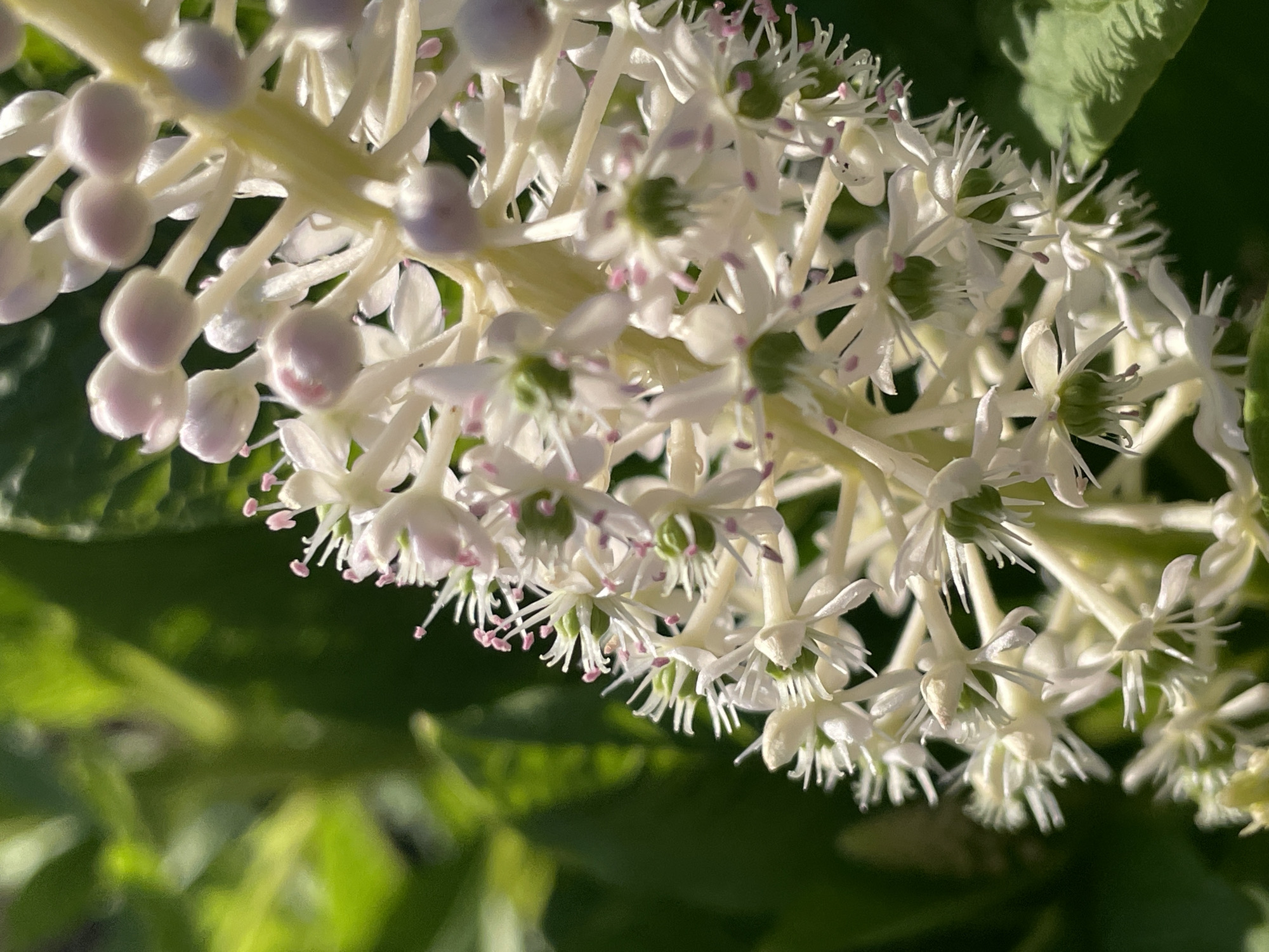 A close-up, high-angle shot focuses on a cluster of small, white flowers with delicate pink pistils. The flowers are tightly packed on thin, pale yellow stems, creating a dense inflorescence. Each individual flower has multiple narrow petals and a star-like appearance with prominent stamens. Some of the flower buds are visible as small, pale pink or white spheres. The background is a blur of dark green foliage, suggesting an outdoor setting in natural light. The sunlight highlights the textures of the petals and creates soft shadows, indicating it might be daytime. There are no people, text, or specific landmarks to suggest the location beyond the implied natural environment.