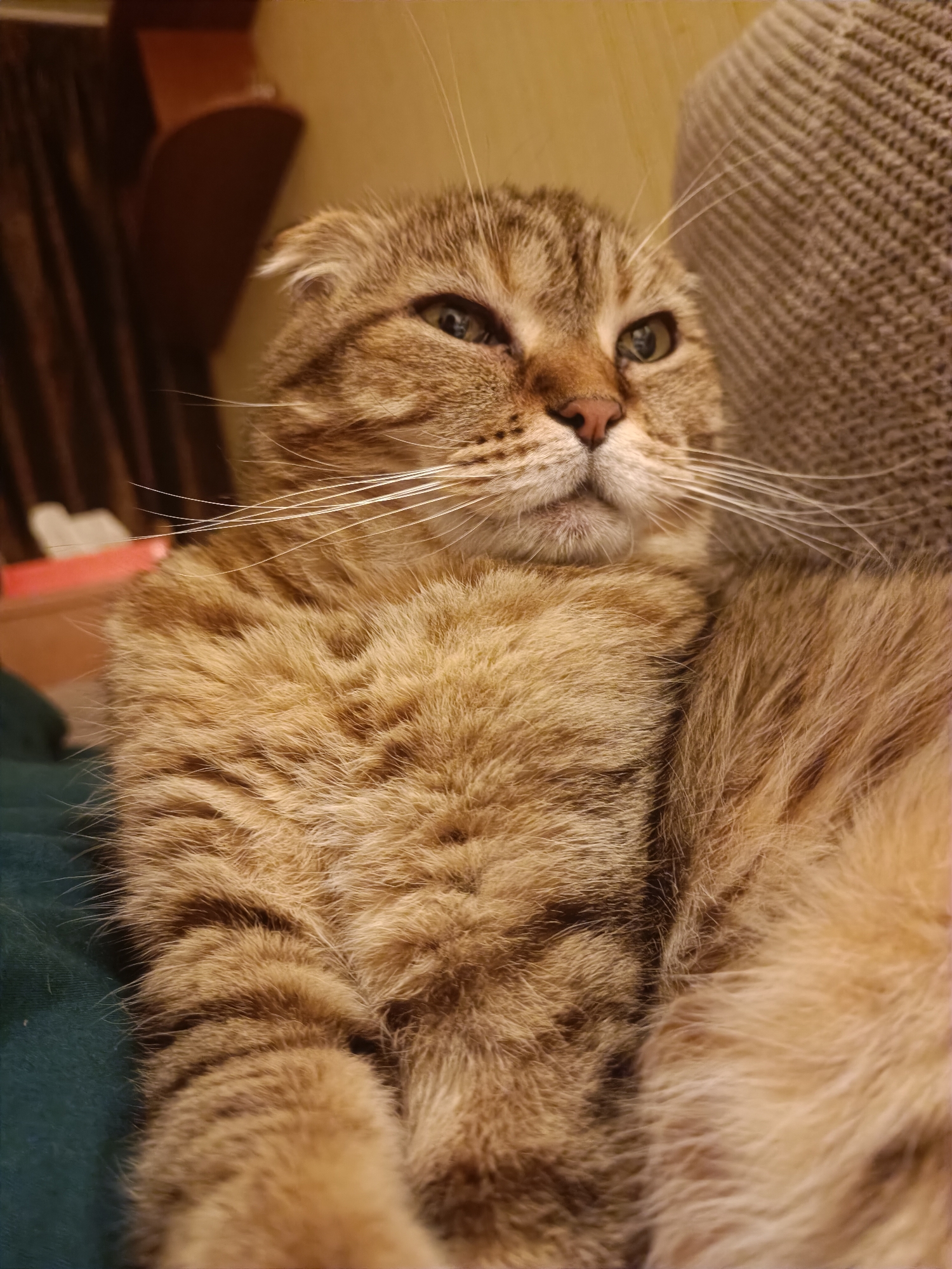 A close-up shot features a Scottish Fold cat lying on a green surface, partially on a textured gray sofa. The cat, with its distinctive folded ears and tabby markings, is positioned diagonally, facing towards the upper right of the frame. Its fur is a mix of brown, black, and gold tones, with prominent white whiskers extending from its muzzle. The background includes a blurred dark curtain on the left and a wall with a warm yellow hue. The lighting suggests an indoor setting, possibly a living room, with the light source casting a gentle illumination on the cat. The scene is static, with no visible actions or interactions taking place. The specific location in Kyiv, Ukraine, cannot be determined from the visual information provided in the image.