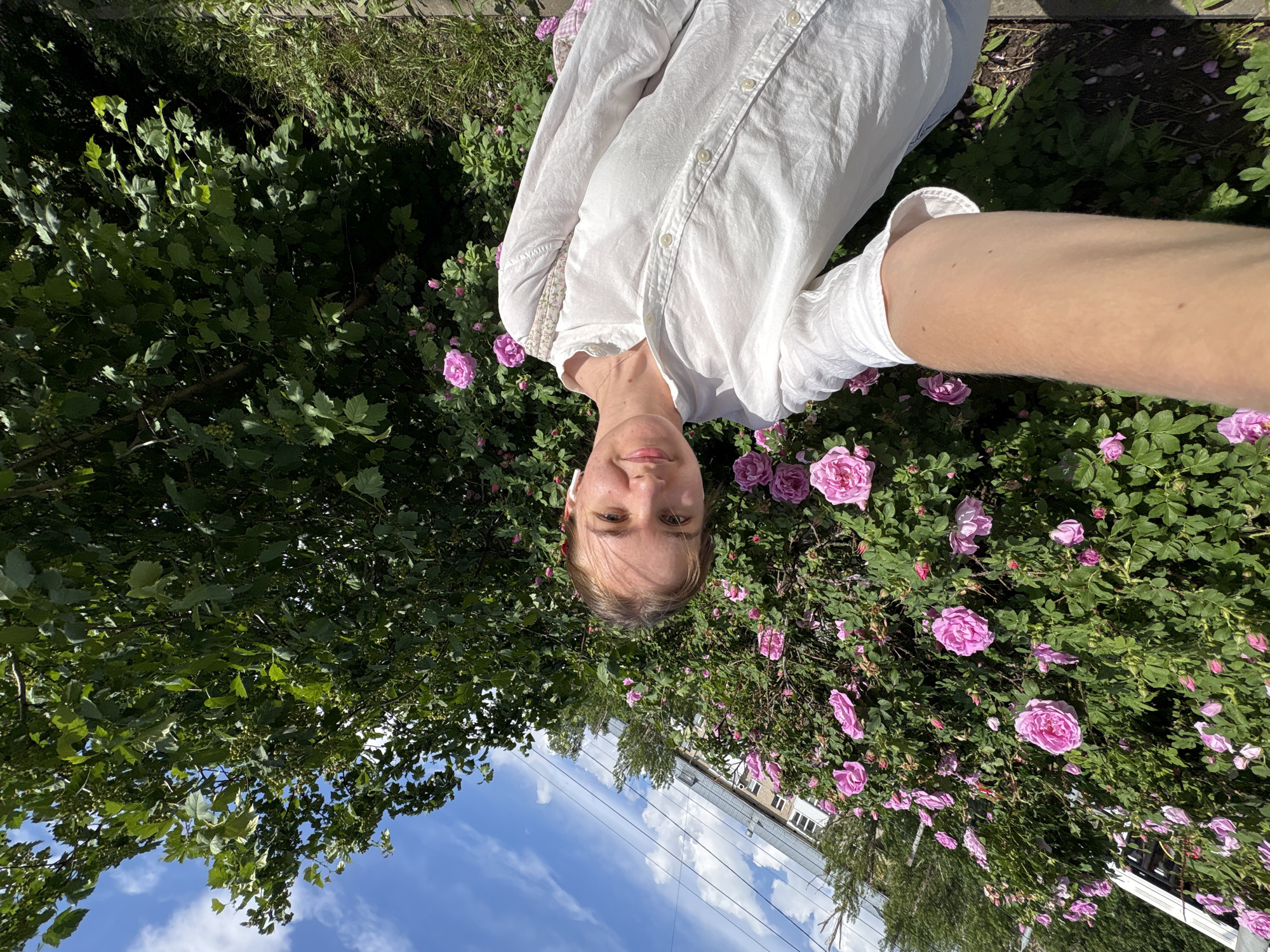 The image is a rotated outdoor selfie, captured with a 90-degree clockwise tilt, presenting a young person upside down against a backdrop of natural foliage and urban elements under a blue sky. The individual, with fair skin and light brown hair, is wearing a white button-up shirt and white wireless earbuds. Their right arm, extended to hold the camera, is visible on the right side of the frame. They gaze directly into the lens with a neutral, slightly smiling expression.
The subject is positioned amongst abundant green bushes and numerous vibrant pink roses in full bloom, suggesting a lush garden or park setting. In the background, a clear blue sky with soft white clouds indicates bright, sunny daytime weather. Below the sky, power lines and a portion of a light-colored multi-story building, likely a residential complex, are discernible, placing the scene in an urban or suburban environment. The dense greenery and colorful roses frame the person, creating a blend of natural beauty and city life. No text is visible in the image. The location context provided is Perm, Russia.
