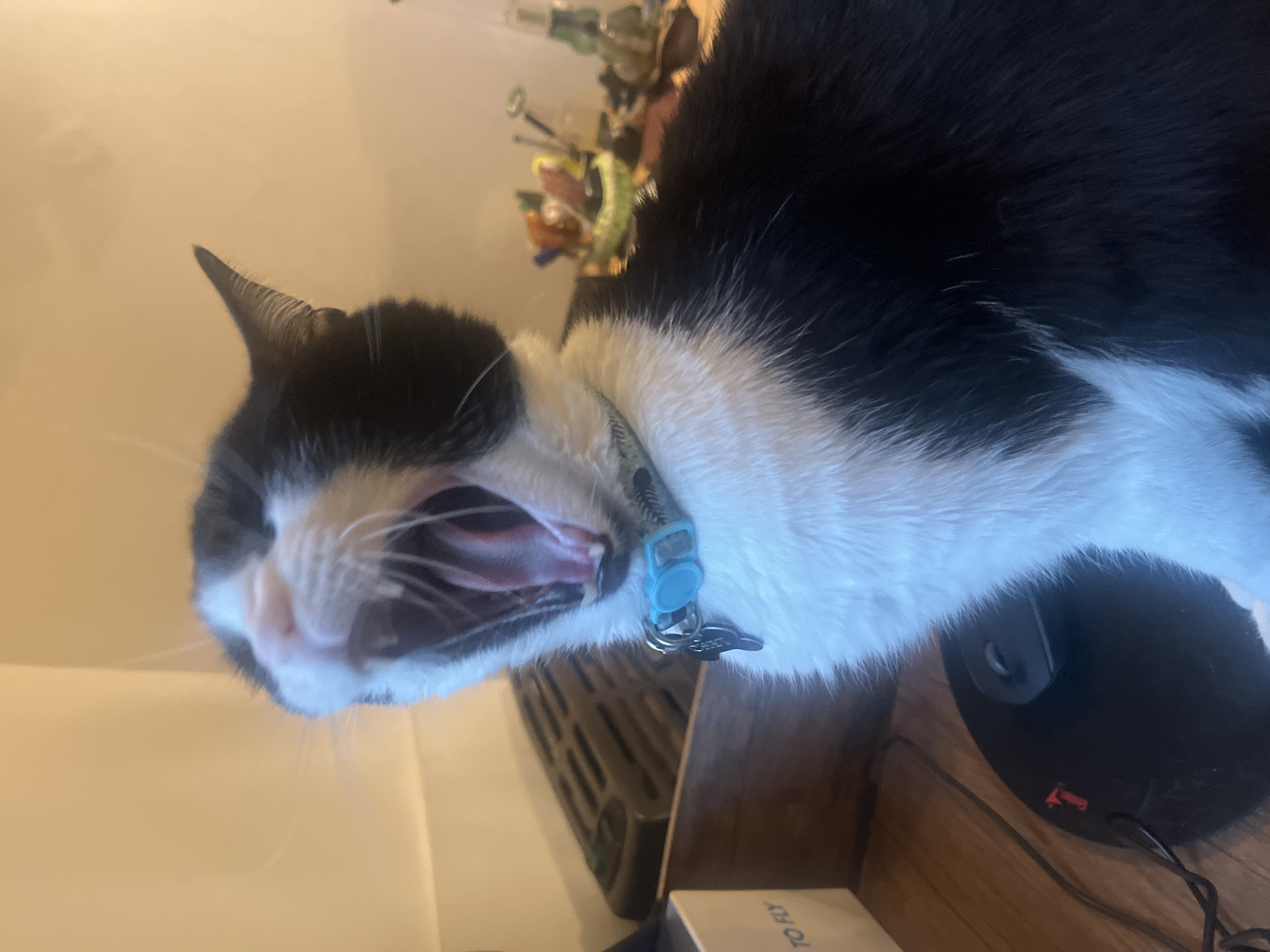 A black and white cat with a blue collar is yawning on a wooden surface. A black computer mouse is visible to the right of the cat, and a keyboard is visible below. There is a box with white lettering visible on the bottom of the image. Behind the cat are various objects out of focus. No people are visible. The location is not discernible.