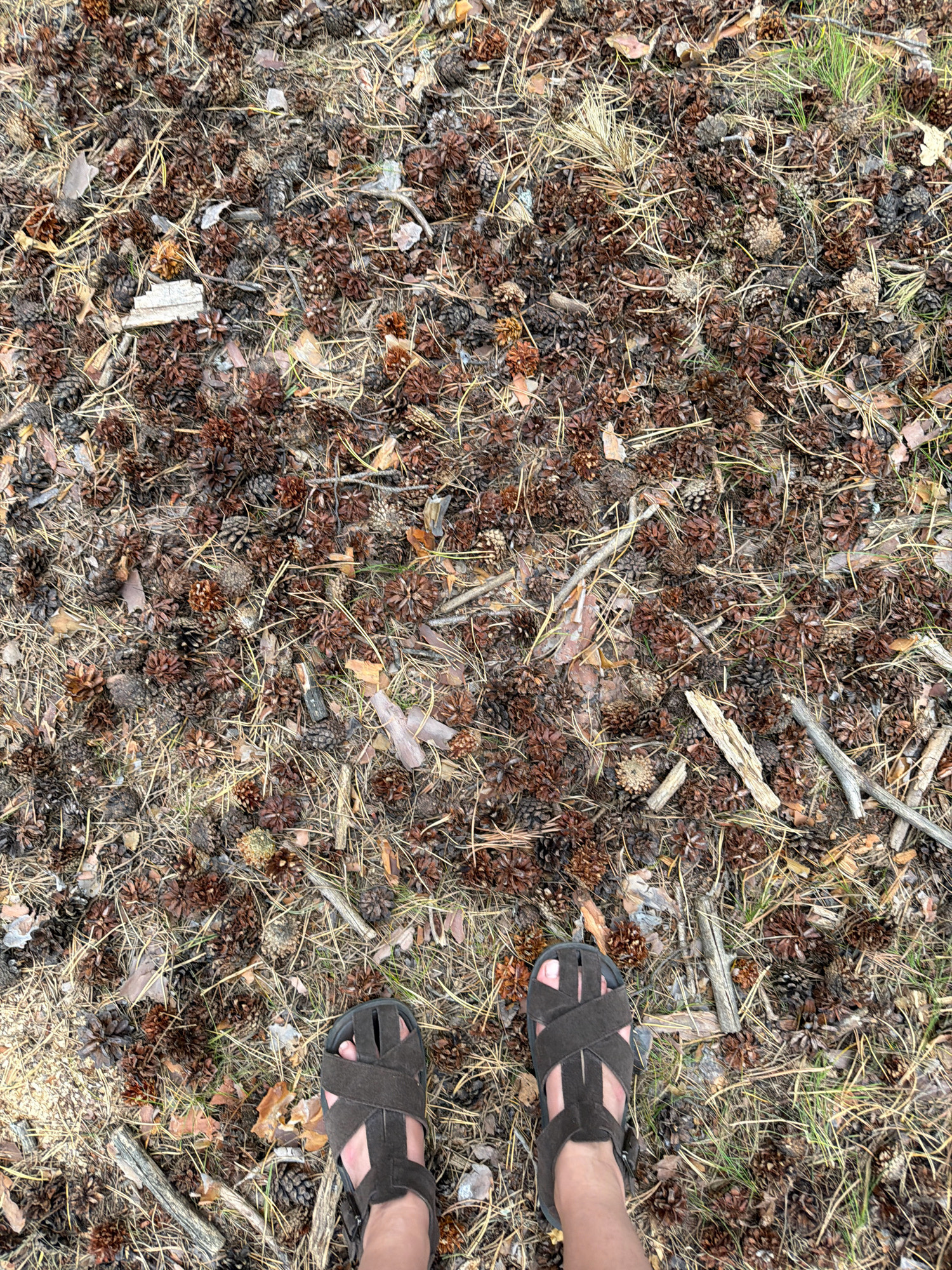 The image shows a ground covered with pine cones, dry pine needles, twigs, and some green grass. Two feet wearing dark brown sandals are visible at the bottom of the frame, standing on this ground. The scene appears to be outdoors in a natural environment, possibly a forest floor. No specific landmarks or clues are present to indicate the location within Partizanskii, Russia.