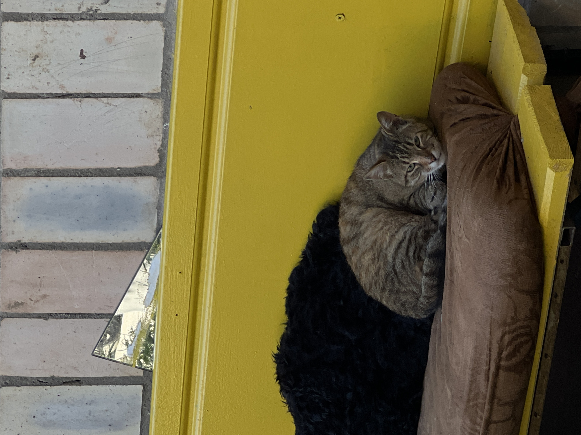 A tabby cat with green eyes is resting on a brown cushion on a yellow wooden bench. Behind the cat, a portion of a black furry object, possibly a dog, is visible. The bench is set against a yellow wall with a piece of a mirror propped against a brick wall above it. The brick wall is composed of light-colored rectangular bricks. The scene appears to be outdoors, possibly in a courtyard or alleyway in Ternopil, Ukraine.