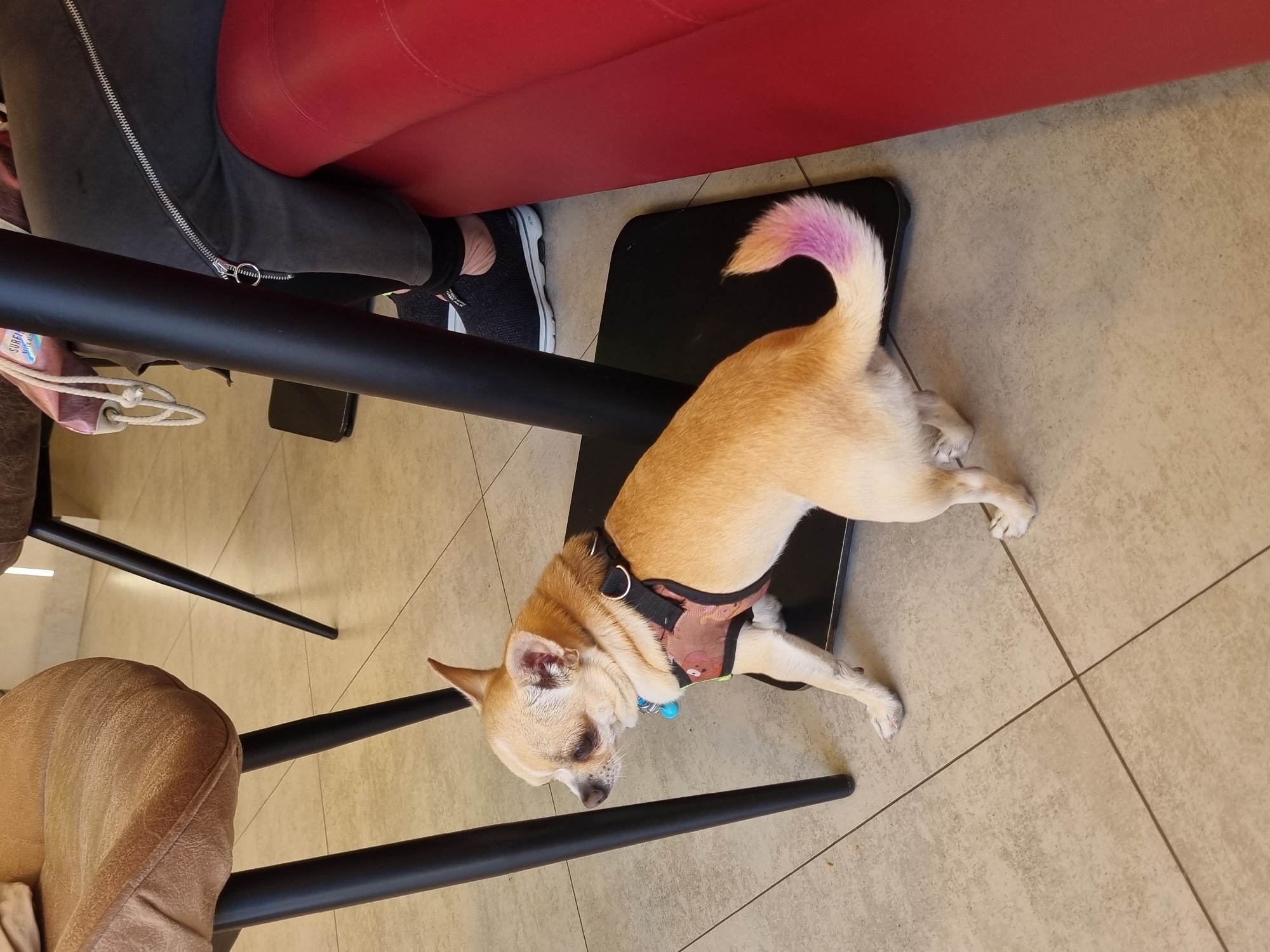 A small, light-tan Chihuahua wearing a patterned harness lies on a black tray beneath a table. The dog's tail is dyed pink. A person wearing grey pants and black and white sneakers sits nearby on a red seat. The environment appears to be indoors, with beige-tiled flooring and parts of black chairs visible. The location is Sochi, Russia.