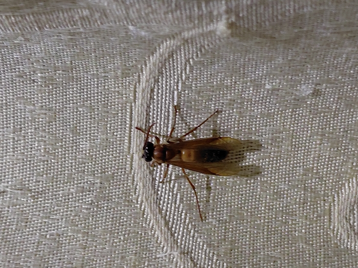 A single winged insect is positioned centrally on a light beige, textured woven fabric surface in Blang Pohroh, Indonesia. The insect measures approximately 2.5 cm in length and possesses a reddish-brown body. Its head is dark, featuring prominent black compound eyes and short, dark antennae. The thorax is reddish-brown, and the abdomen is reddish-brown with a distinct dark brown dorsal stripe toward the posterior. Four translucent, amber-toned wings with visible venation extend beyond the abdomen. Six slender, reddish-brown legs are splayed against the fabric. The fabric displays a regular, raised weave pattern, and subtle shadows beneath the insect indicate a light source. No people are present.