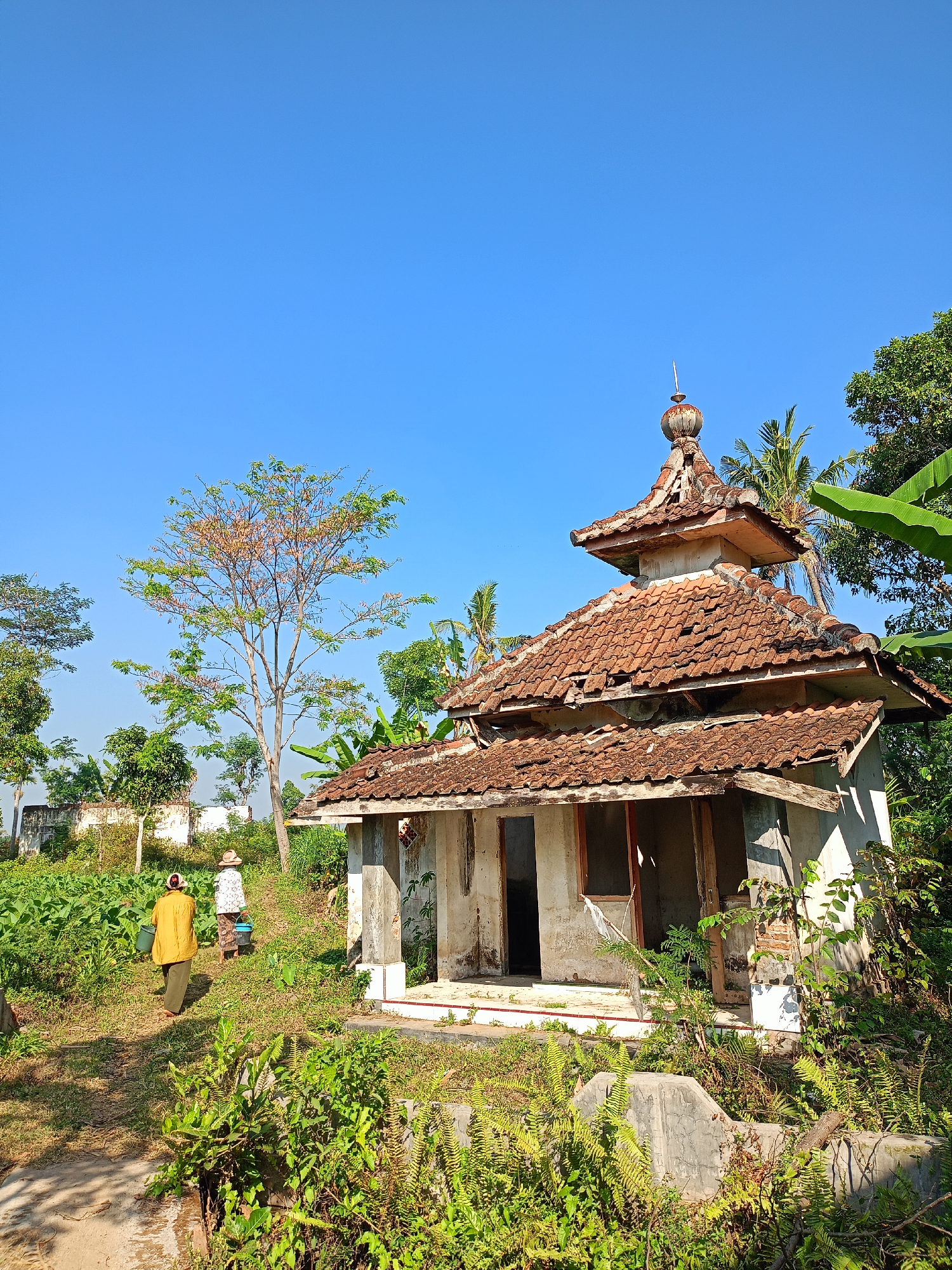 This photograph captures an outdoor scene on a clear, sunny day, with a vibrant blue sky dominating the upper portion of the frame. In the foreground and midground, a small, dilapidated building with a distinctive tiered, tiled roof stands prominently. The roof tiles are weathered and some are missing, suggesting age and disrepair. The building itself appears to be constructed of concrete and brick, with open doorways and a somewhat neglected facade.
To the left of the building, two individuals are walking away from the viewer, towards the building. The person in front is wearing a bright yellow long-sleeved shirt and dark pants, and is carrying a green bucket in their right hand. The person behind them is wearing a white shirt with a patterned design and a blue skirt, and is also carrying a blue bucket. They are walking on a path that winds through a lush green environment.
The surrounding landscape is characterized by dense vegetation, including various types of plants, ferns, and what appear to be banana trees. A tall tree with sparse foliage and some brown leaves is visible behind the individuals and to the left of the building. In the background, there are more trees and a partially visible, weathered wall. The overall impression is one of a rural setting in a tropical or subtropical climate. The specific location is the Jelbuk sub-district in the Jember Regency, East Java, Indonesia.