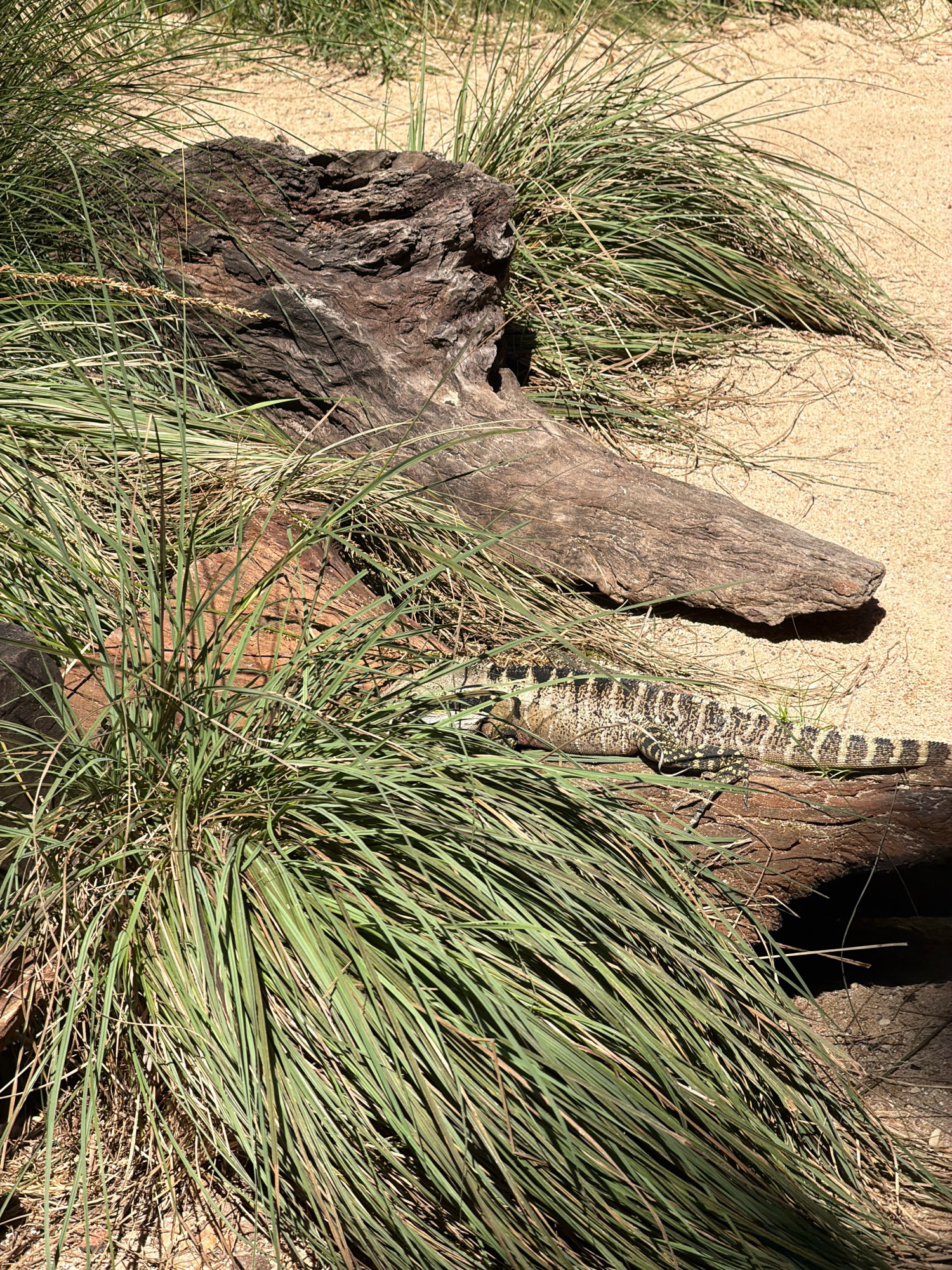 A tegus lizard, with black and white banded scales, rests on a piece of driftwood amongst dry grass and sand. The scene appears to be an outdoor enclosure, possibly at the Australia Zoo in Beerwah, Queensland, Australia, given the dry, sandy terrain and the presence of a reptile. The driftwood is large and weathered, providing a resting place for the lizard. The grass is dry and sparse, indicative of an arid or semi-arid environment. The sunlight casts shadows on the sand and the lizard, suggesting it is midday.