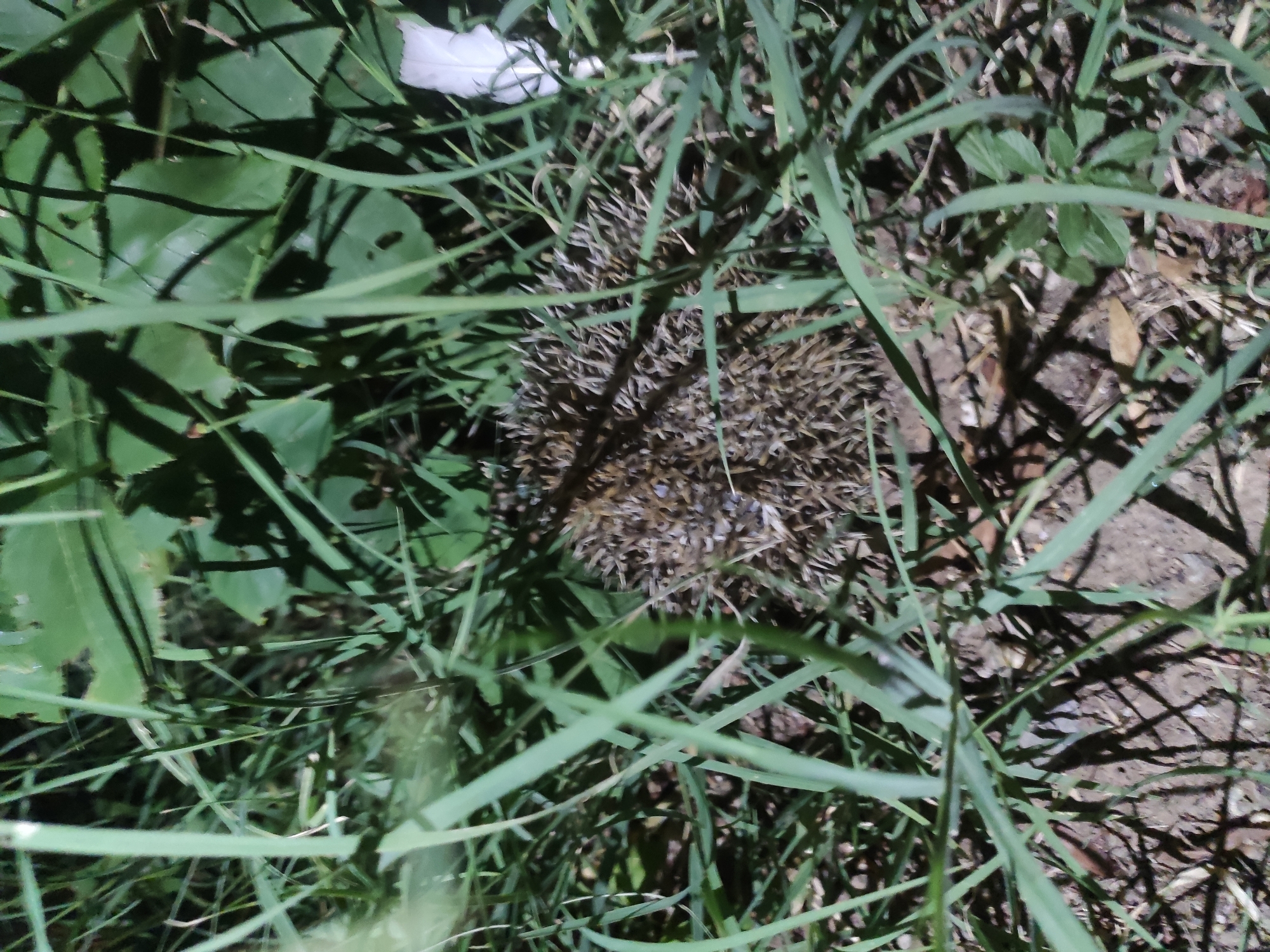 A hedgehog is curled into a ball in the grass. The hedgehog's quills are visible. The grass is green and tall. The ground beneath the grass is visible and appears to be dirt. The image appears to have been taken at night, as evidenced by the shadows and the artificial lighting. The scene is in Etimesgut, Turkey.