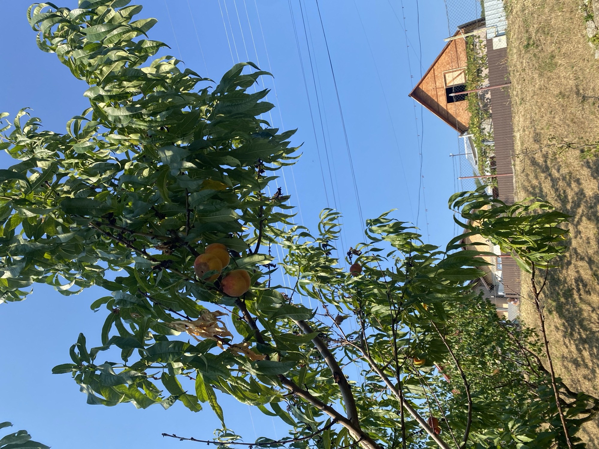 In Târgu Neamț, Romania, on a clear day with a bright blue sky, a peach tree branch extends into the foreground. Several ripe peaches, with a yellowish-orange hue, hang among the green leaves. Some of the leaves show signs of drying out. In the background, a wooden, unfinished house with a pointed roof is visible, situated behind a fence. Power lines are strung across the sky. The terrain in front of the house is covered in dry, yellow grass.