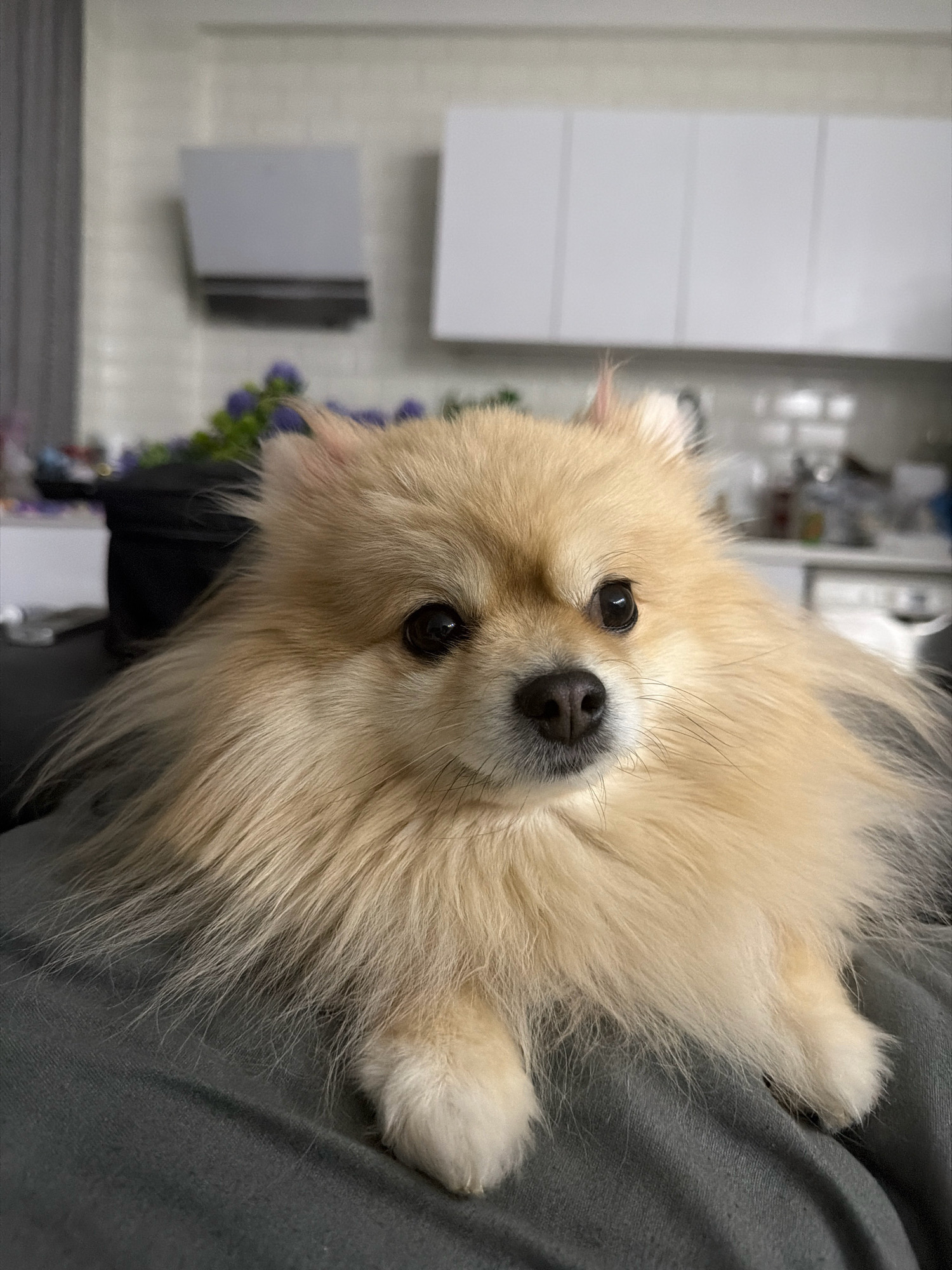 A close-up, eye-level shot shows a fluffy Pomeranian dog with light brown fur, resting on a dark grey fabric surface. The dog's head is turned slightly to the right, with its dark eyes looking forward. Its snout is visible, and its ears are perked. In the background, out of focus, are elements of a modern kitchen, including white cabinets and countertops. To the left, a blurred object with purple flowers is also visible. The lighting appears to be natural, coming from a source above and to the left. The overall scene suggests a domestic setting, likely a home in Tbilisi, Georgia, given the context of the request.