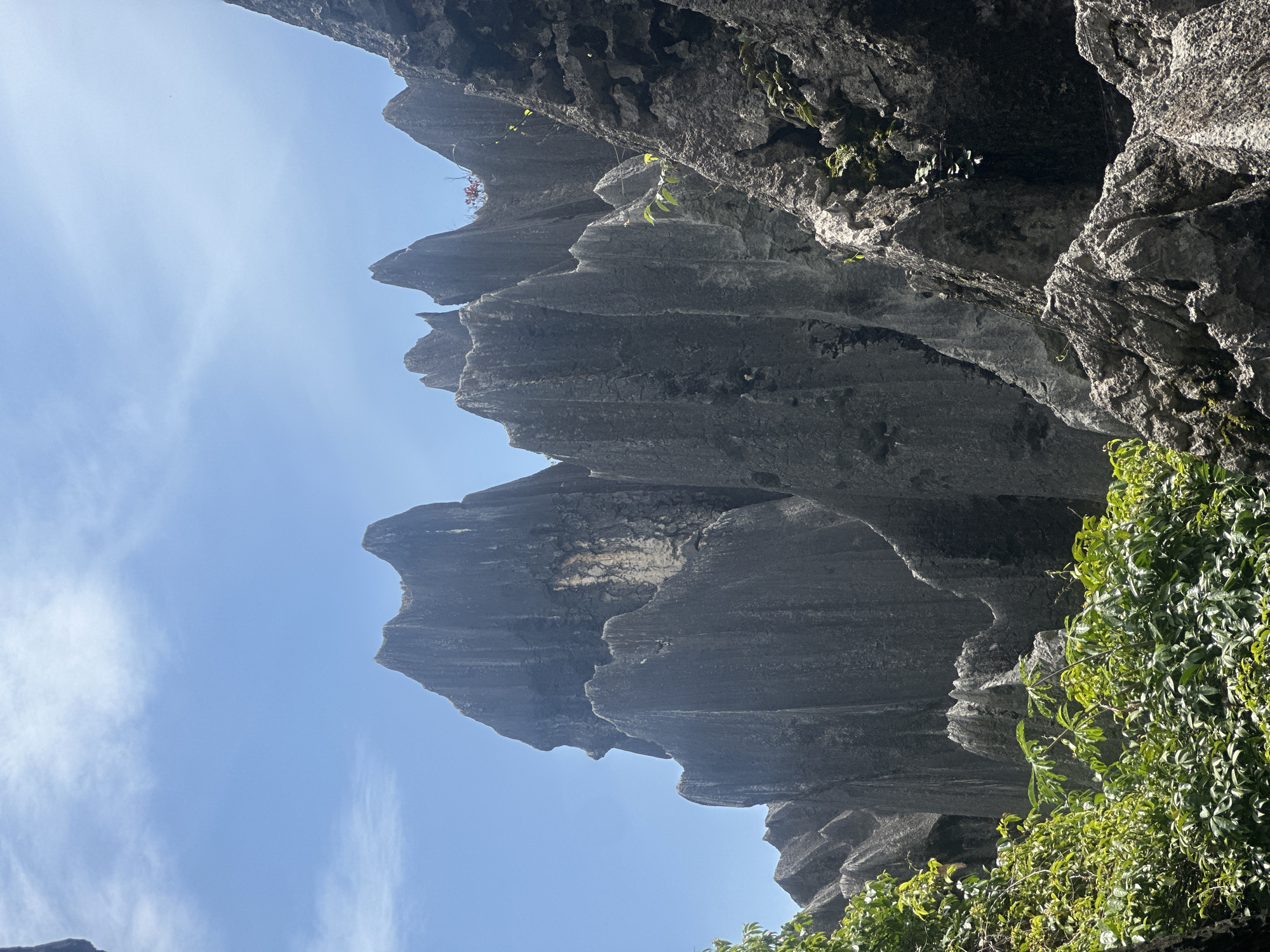 The image depicts a cluster of jagged, gray limestone pinnacles under a clear blue sky with sparse white clouds. Lush green foliage, including bushes and tree branches, grows in the foreground and on some of the lower rock formations. The rock formations are tall and have a sharp, weathered appearance, with vertical striations visible on their surfaces. Sunlight casts shadows, highlighting the dramatic textures and shapes of the rocks. This scene is characteristic of the Stone Forest, located in the Shilin Yi Autonomous County, near Kunming, China, a UNESCO World Heritage site renowned for its karst landscape. There are no people visible in the image.