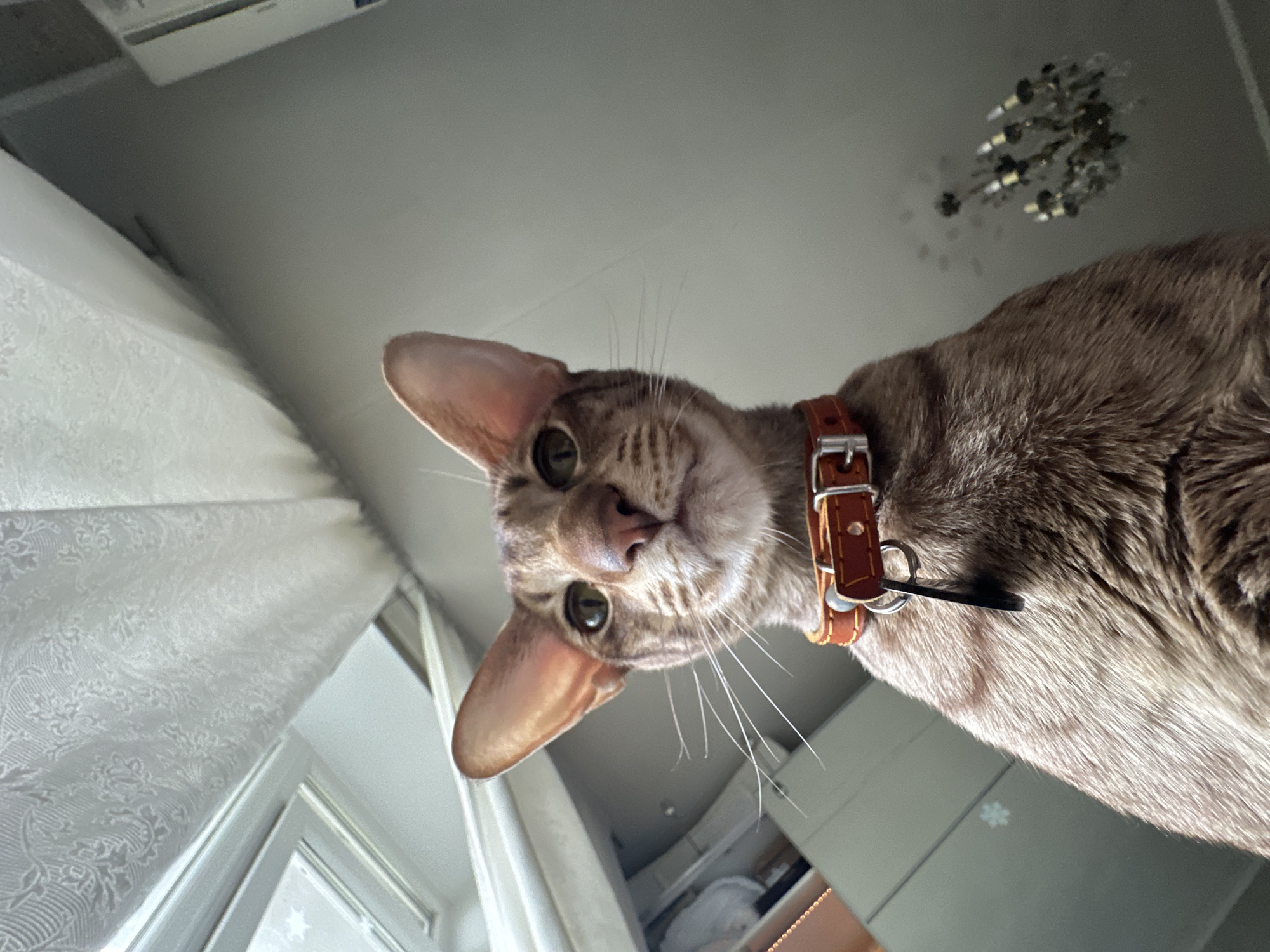 A domestic cat, likely a tabby with striped grey and brown fur, is captured from a low-angle perspective, looking directly down into the camera. The cat has large, prominent ears, a slender face, and green or amber eyes, suggesting breeds like an Oriental Shorthair or Abyssinian type. It wears a tan or orange leather collar with a silver buckle and a small black tag. Its whiskers are long and prominent.
The setting is indoors, appearing to be a room in Moscow, Russia. Bright natural light illuminates the scene, suggesting daytime. On the left side of the frame, white, textured curtains with a subtle patterned design are visible, along with parts of a window frame. Above the curtains, a white air conditioning unit is partially seen mounted on the wall. The ceiling is light grey, and a small, ornate light fixture or chandelier hangs from it on the upper right side. The background behind the cat's body is blurry, indicating further indoor elements, possibly furniture or another wall, where a faint snowflake decal is visible. The cat's expression appears curious and attentive as it gazes downwards. No visible text is present in the image.