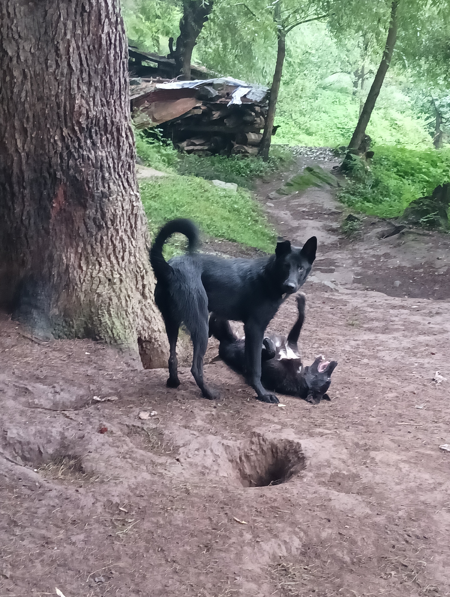 Two black dogs are playing in a dirt area next to a large tree in Manali, India. One dog is standing on all fours, looking directly at the camera, while the other dog is on its back, with its mouth open. The ground is covered in dirt and some dry grass. In the background, there are more trees and some stacked wood. The overall scene appears to be outdoors in a natural, possibly forested, environment.