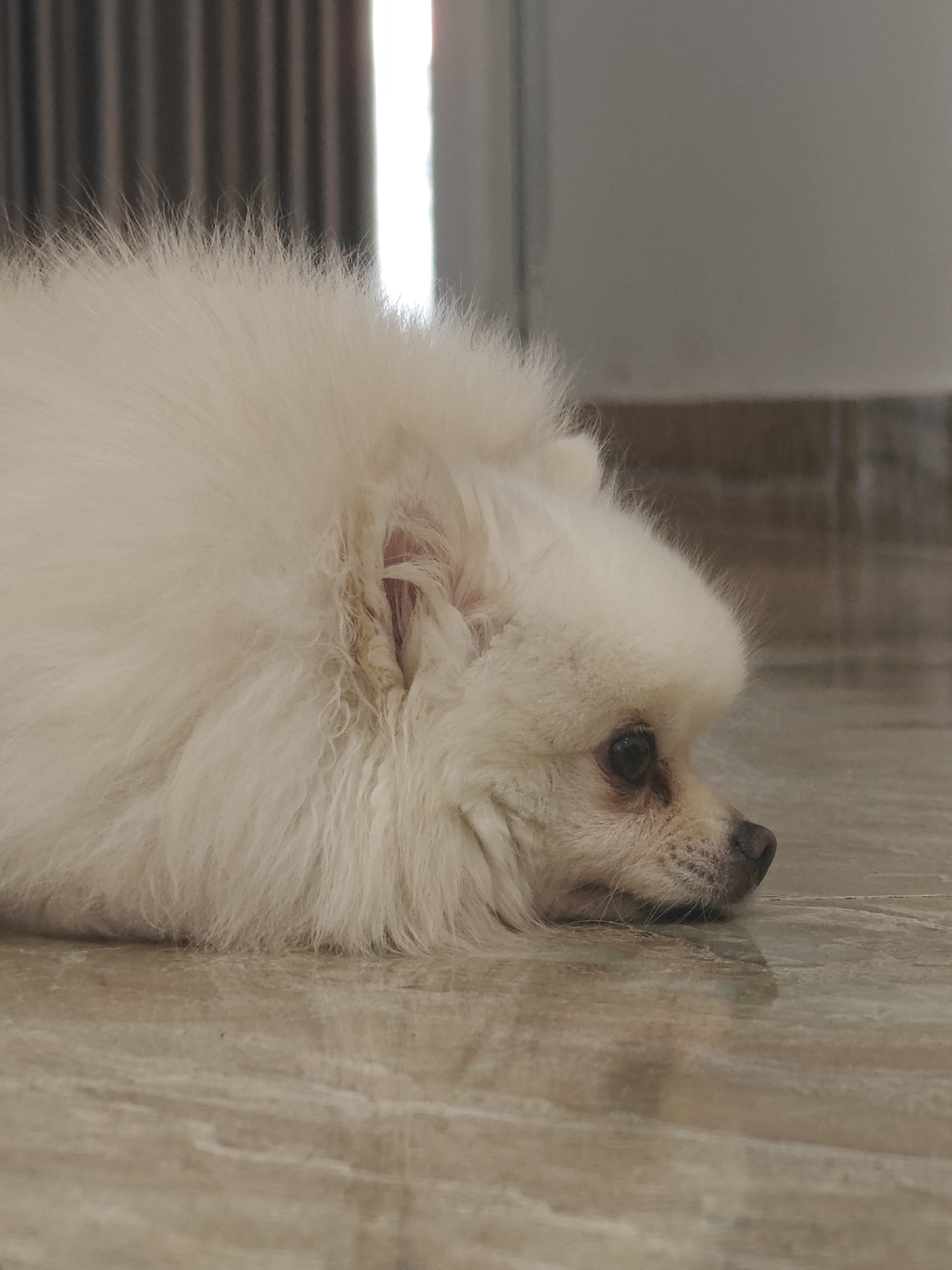 A fluffy white Pomeranian dog is lying on a beige tiled floor, with its head resting on its paws. The dog is facing to the right of the frame, with its eyes looking down. The background is blurred, but appears to be a room with grey curtains and a light source. The lighting suggests it is daytime. The floor tiles have a marble-like pattern. The dog's fur is thick and appears soft. The image is a close-up shot, focusing on the dog's face and upper body. The location in Tay Nha Trang Ward, Vietnam is not discernible from the image itself.