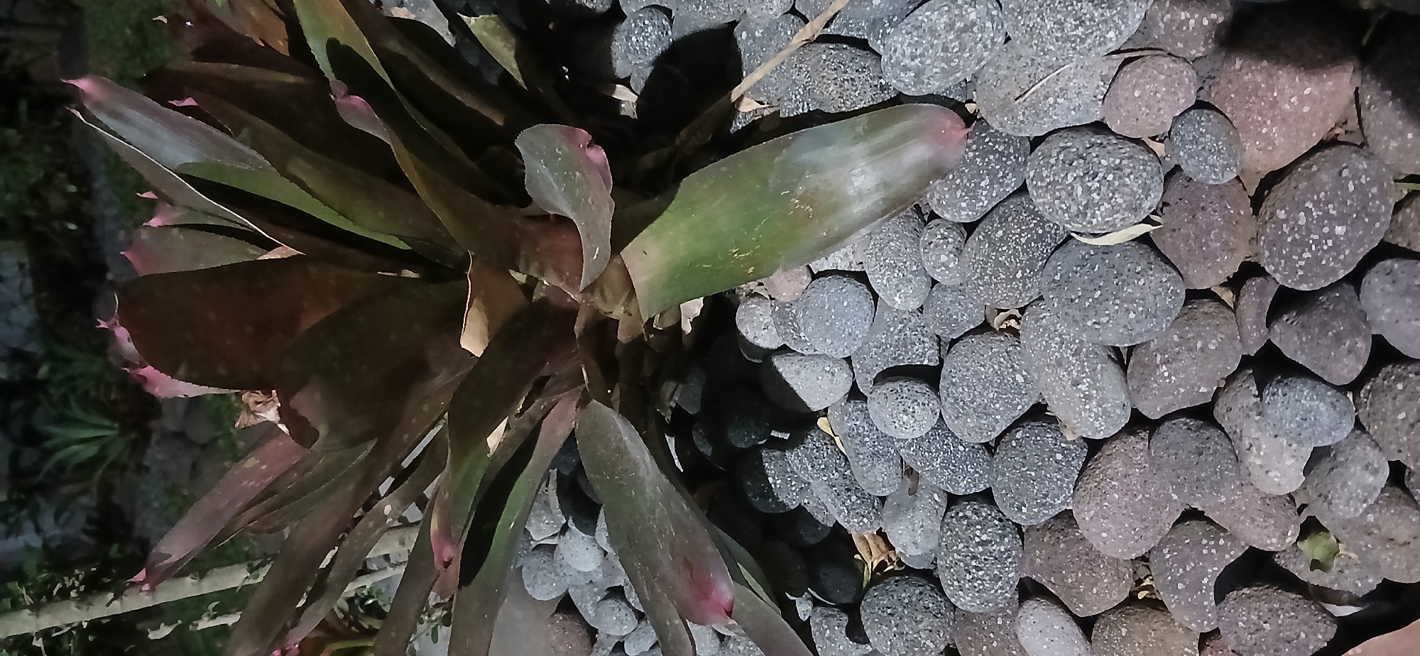 A close-up, low-angle shot features a bromeliad plant with deep red and green leaves, nestled among a bed of dark gray and reddish-brown pebbles. The plant's spiky leaves, some with pink tips, are the primary subject. The pebbles are varied in size and texture, some smooth and rounded, others rough with visible mineral flecks. The background is dark and out of focus, suggesting it is nighttime or a dimly lit area. The scene appears to be a decorative garden or landscape feature in Sekarputih, Indonesia. No people or specific actions are depicted.