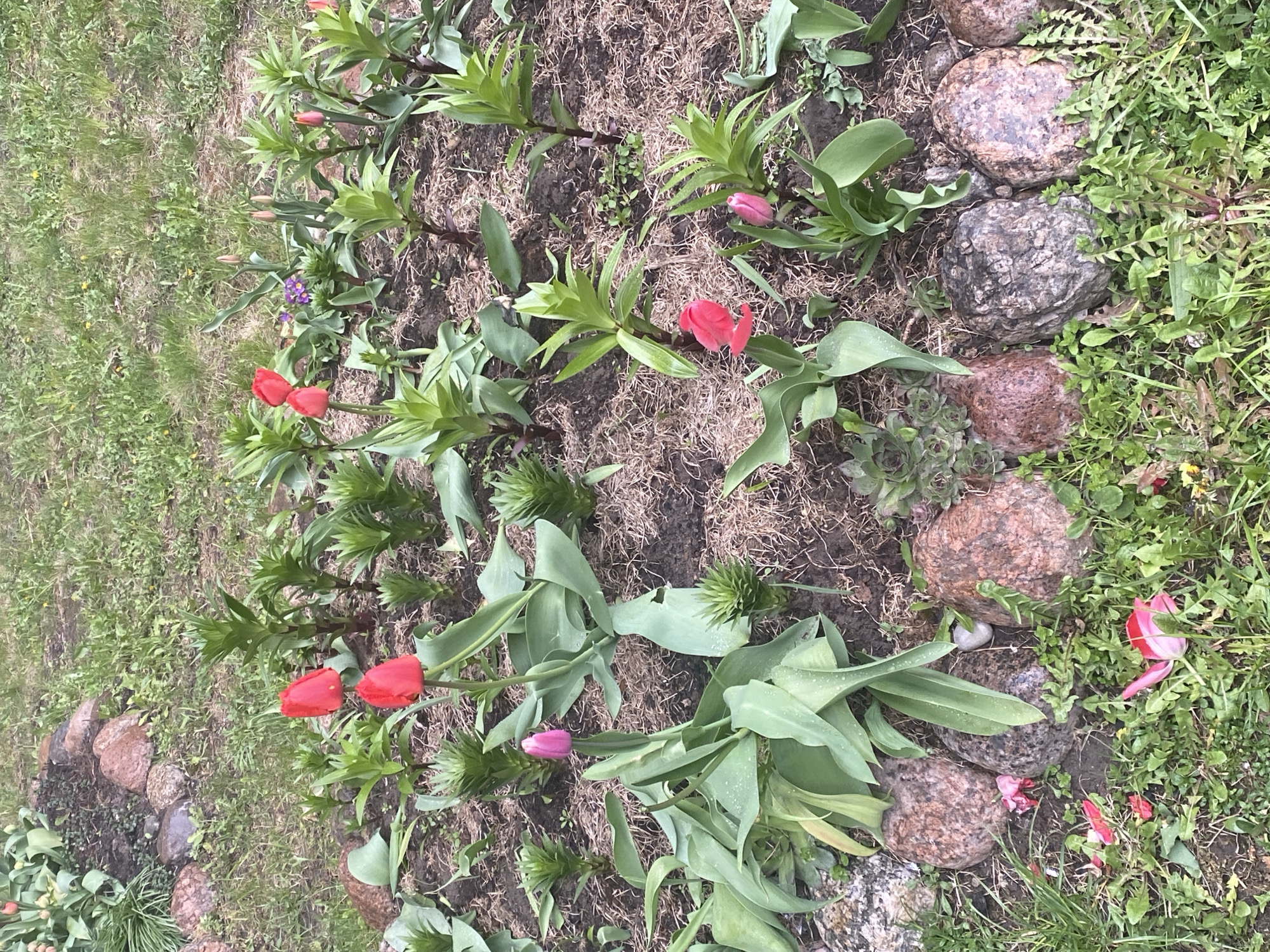 This is a top-down view of a vibrant garden bed, showcasing various plants in bloom and development, bordered by natural rocks and adjacent to a grassy area. The scene depicts an outdoor setting, likely in a garden or park, in Saint Petersburg, Russia, as per the provided context.
The primary subjects are numerous tulips, with many displaying vivid red flowers and a few pink ones, some still in bud form. Their broad, green leaves are prominent. Interspersed among the tulips are other plants with spiky, upright green foliage, possibly lilies or similar spring-flowering bulbs. A small cluster of purple flowers can be seen towards the upper left side of the flower bed, and some succulent-like plants are growing near the rocks on the right.
The garden bed itself consists of dark, moist soil, partially covered with scattered dry, light brown organic material, possibly mulch or decaying leaves. A distinct border of rounded, granite-like rocks, varying in shades of grey, brown, and reddish-brown, separates the cultivated bed from the surrounding grassy areas. These grassy sections appear somewhat unkempt, featuring green grass and various weeds, including noticeable dandelions.
No specific activity or event is taking place; the image captures a static moment of nature. The lighting suggests natural daylight, possibly an overcast day or early morning/late afternoon, as there are no strong shadows. Small water droplets are visible on some leaves, indicating recent rain or heavy dew, contributing to a fresh, verdant atmosphere. There is no visible text in the image.