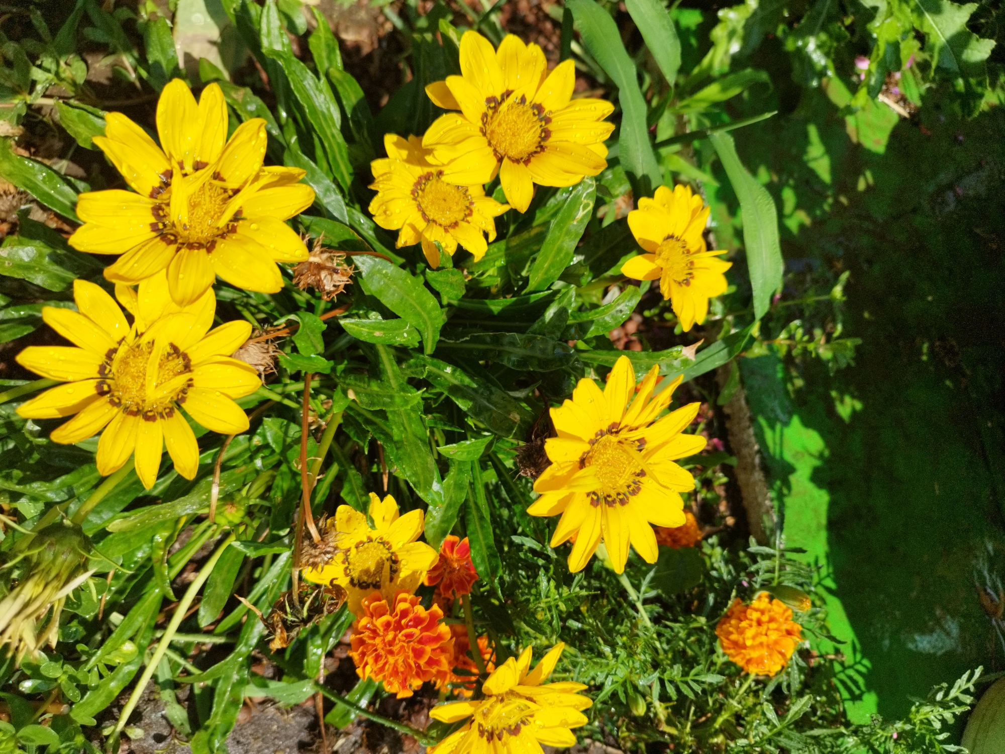This is a close-up, high-angle shot of a patch of garden flowers in Bucharest, Romania. The foreground is dominated by several large, bright yellow gazania flowers with dark centers, some of which have water droplets on their petals. Interspersed among the gazanias are smaller, vibrant orange marigold flowers. The background consists of lush green foliage and hints of dark soil. The overall impression is one of a wet, sunlit garden, likely after a rain shower. There are no people or animals visible in the image.