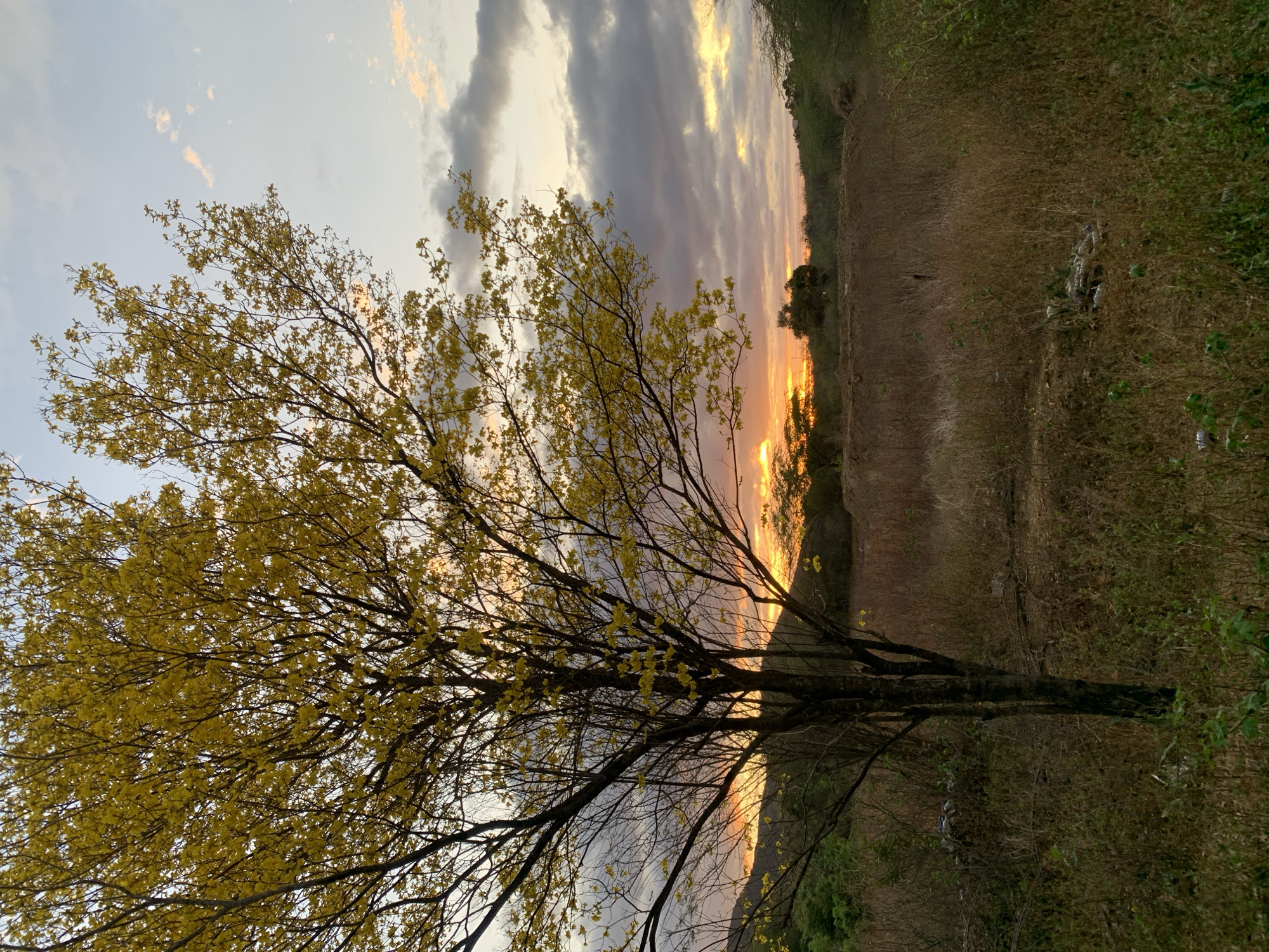 This media file presents a natural landscape scene, likely at sunset or sunrise, in what appears to be a rural or undeveloped area of La Tagua, Venezuela. The dominant subject is a large deciduous tree, centered and extending across the left and middle portions of the frame. Its branches are laden with vibrant yellow-green leaves, suggesting new growth or bloom.
The sky showcases a dramatic display of clouds. Near the horizon on the right, the sky glows with intense orange and yellow hues, indicative of the low sun. This bright band transitions to lighter blues, grays, and darker cloud formations higher above.
The ground cover consists primarily of dry, light brown grass and scattered darker green bushes, suggesting a dry or semi-arid environment. A dirt path or uneven terrain stretches from the foreground into the distance on the right. Notably, a small but distinct pile of refuse, including what appears to be plastic bottles and other debris, is visible in the dried grass in the mid-ground, towards the right. In the distance, dark silhouettes of hills or elevated landforms are visible against the brilliant horizon.
No people are present in the image, nor is any visible text. The scene captures a tranquil moment in nature, highlighting the beauty of the light at the beginning or end of the day, with a subtle human impact observed in the discarded trash.
