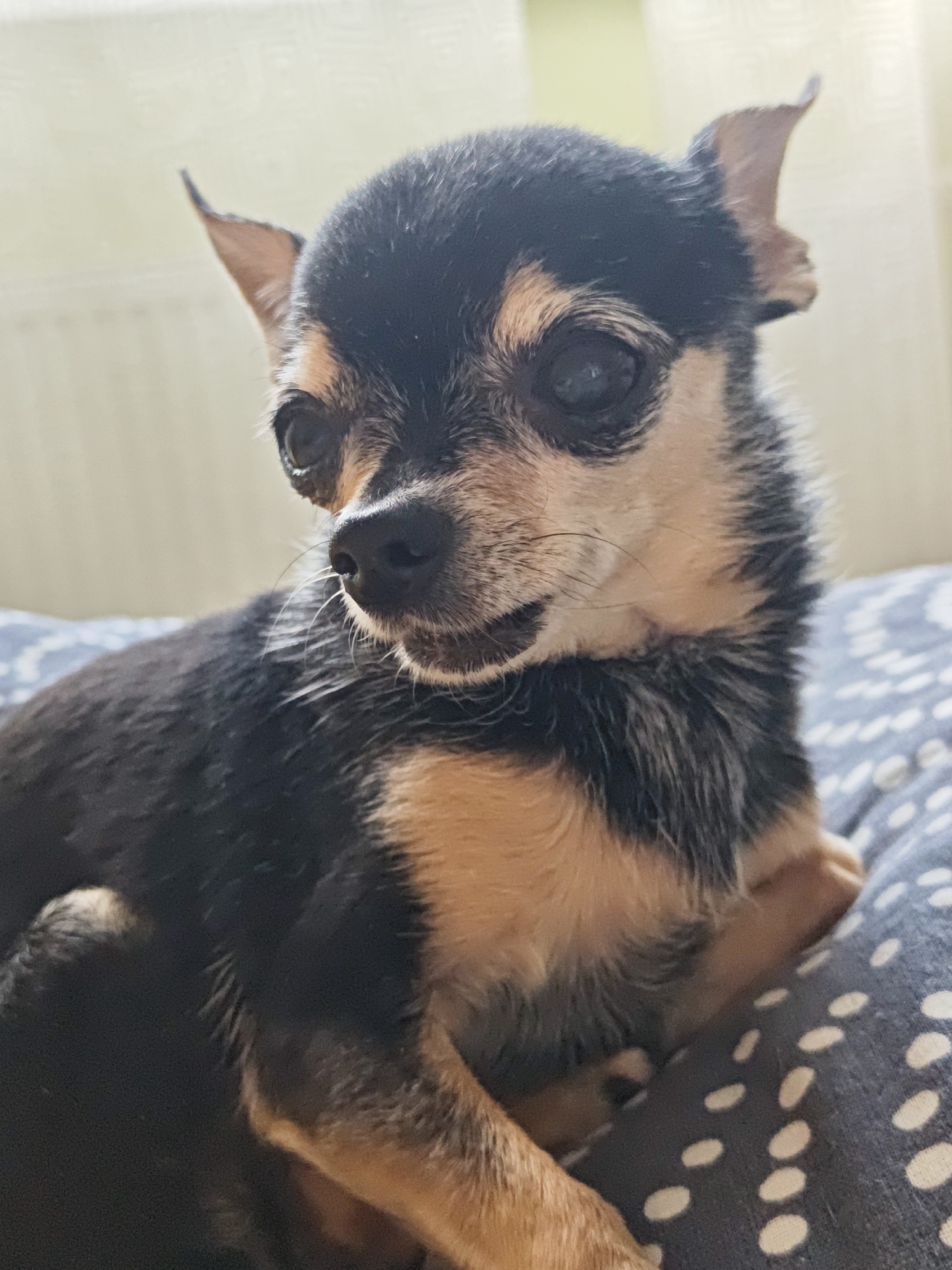 This is a close-up, eye-level shot of a small, black and tan Chihuahua resting on a patterned surface. The dog is positioned in the center of the frame, with its head turned slightly to the right. Its large, dark eyes are prominent, and its ears are erect. The dog's fur is a mix of black and tan, with a lighter tan color on its chest and face. The background is softly blurred, with a light-colored wall or curtain and hints of natural light. The surface the dog is lying on has a dark blue or gray base with an irregular pattern of off-white or light gray oval shapes. The lighting suggests it could be daytime, with natural light illuminating the scene. The dog's relaxed posture and soft gaze convey a sense of calm or contentment. There is no visible text in the image. The location context is Shcherbinka, Russia.