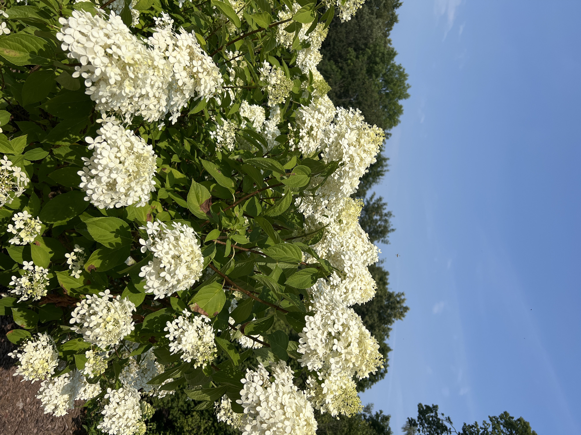 A low-angle medium shot captures a dense cluster of white hydrangeas in full bloom, their numerous small flowers forming large, conical panicles. The hydrangeas are abundant, with lush green leaves providing a backdrop. In the upper portion of the frame, a clear blue sky is visible with a few wispy clouds and the silhouettes of distant trees. The scene appears to be in an outdoor garden setting.