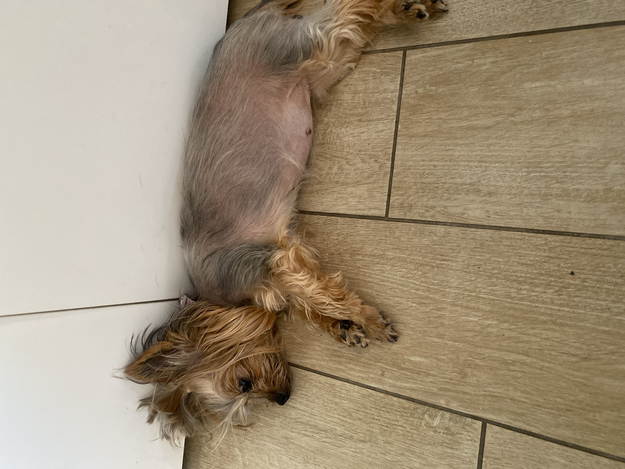 A tan and gray Yorkshire Terrier lies on its side on a wood-planked floor, resting its head against a white vertical surface. The dog is facing left, with its legs extended. The floorboards are light brown with visible grain. The white surface appears to be a wall or cabinetry. The image does not provide any information about the city of Parma, Italy.