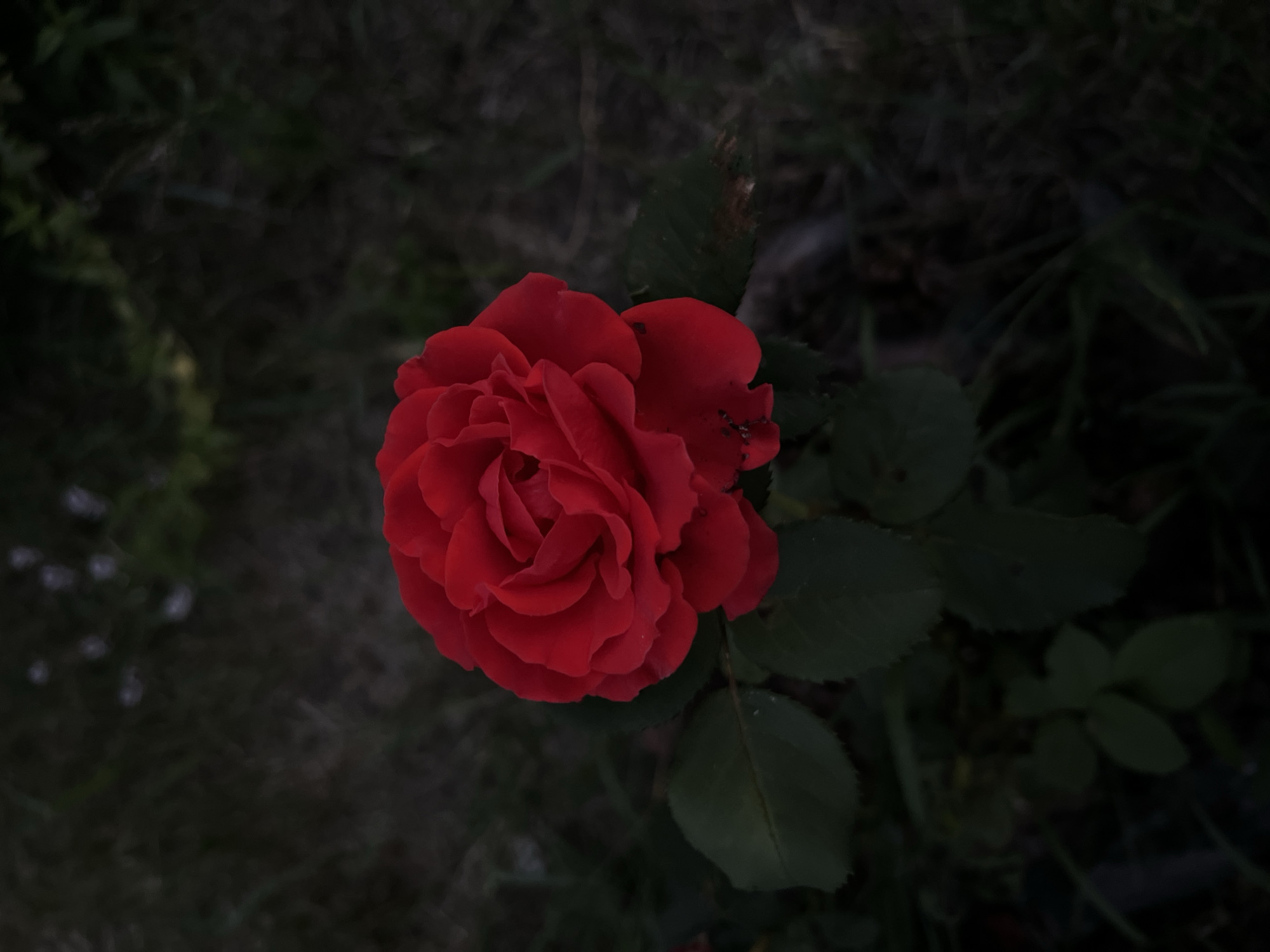 A close-up, overhead shot focuses on a single, vibrant red rose blooming amidst dark green foliage. The rose is in full bloom, with its petals tightly furled in the center and gradually opening outwards. The background is a blur of dark, out-of-focus greenery and soil, with some lighter specks that may be distant flowers or leaves. The lighting is dim, creating a moody and intimate atmosphere. No people or specific city locations are visible in the image.