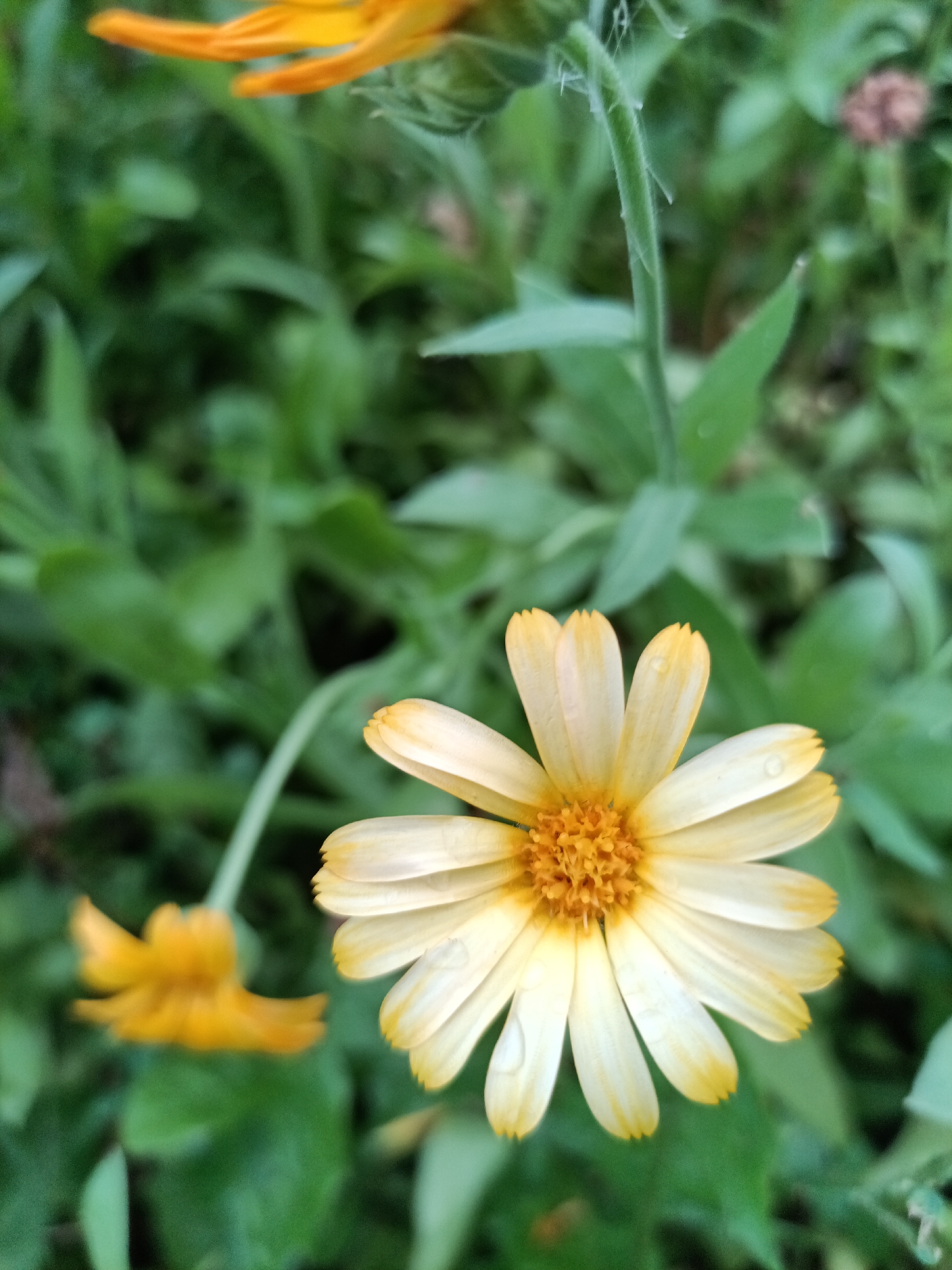 The image shows a close-up of a pale yellow flower with a textured orange center, its petals slightly cupped. Droplets of water are visible on the petals, suggesting recent rain or dew. The flower is in focus, with its stem extending upwards and slightly to the left. In the background, out of focus, are more green foliage and another, more distant, blurred orange flower. The overall impression is of a natural outdoor setting. This image was taken in Petropavl, Kazakhstan.
