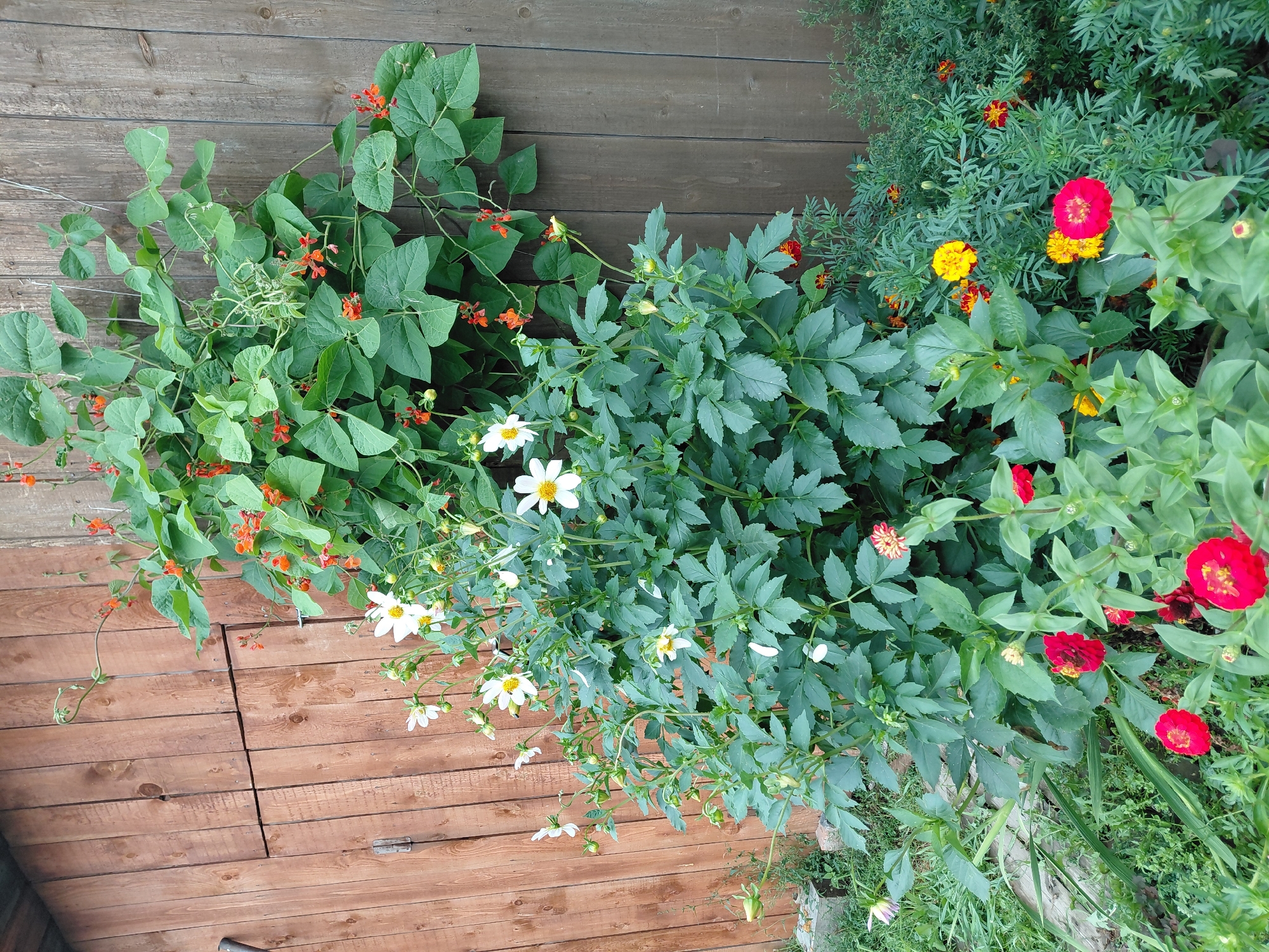 The image depicts a dense, overgrown garden adjacent to a weathered wooden fence. The fence, made of vertical planks, shows signs of age with its faded brown color. A climbing vine with large green leaves and small orange flowers, likely runner beans, is trained up the fence, creating a vibrant green canopy. Below the vine, a bush with bushy green foliage and white flowers, possibly dahlias, is in bloom. Interspersed with the white flowers are several bright red zinnias and yellow marigolds, adding pops of color to the scene. The ground is covered in lush green grass and smaller plants. The overall impression is one of a natural, untamed garden flourishing against a rustic backdrop. The location is specified as Malinovka, Russia, implying a temperate climate suitable for this type of garden. No people are visible in the image.