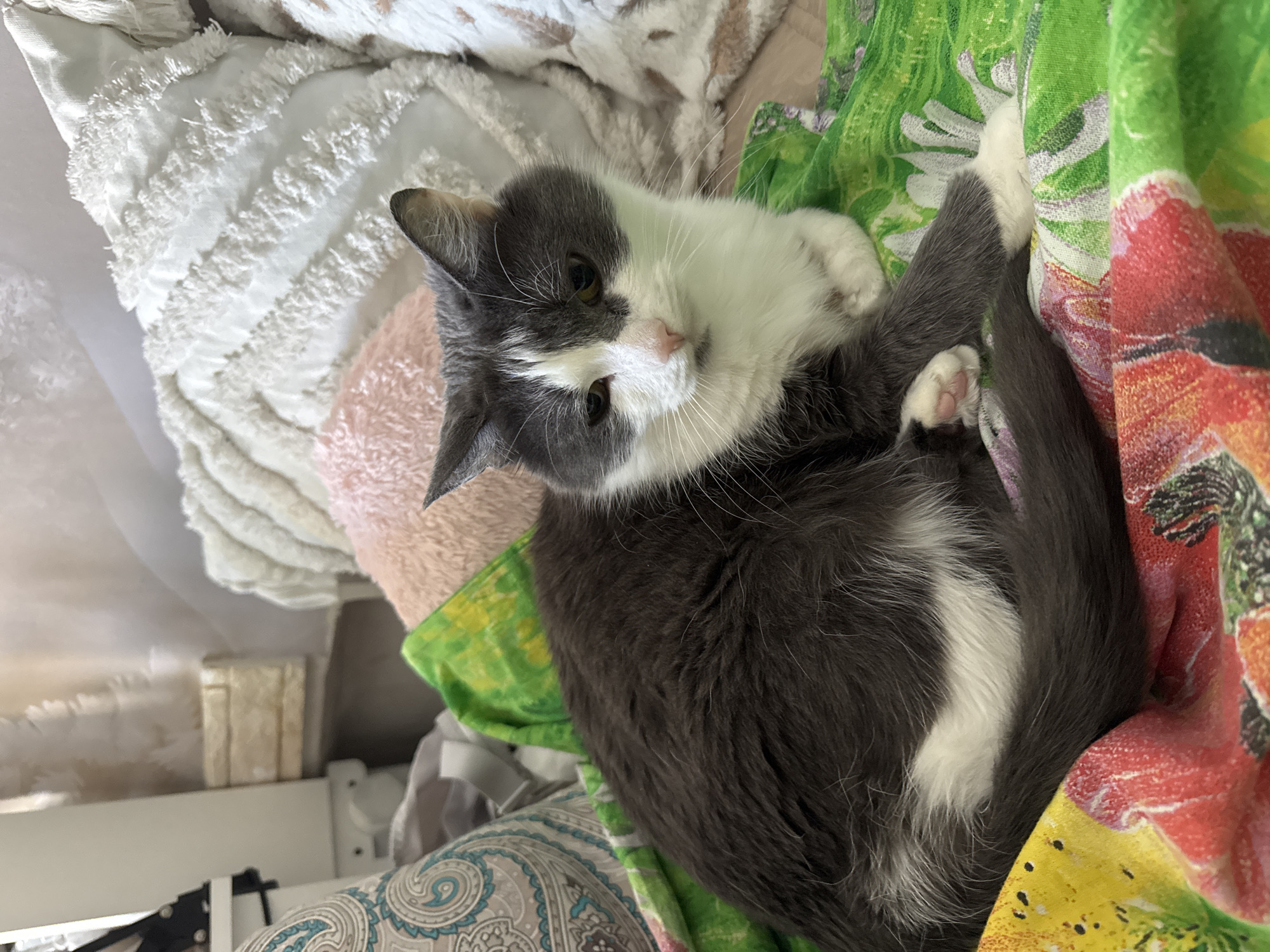 A gray and white cat lies curled on a patterned blanket that has green and red floral designs on it. The cat is positioned on a pink pillow resting on a white cushion. Below the blanket is a paisley-patterned cloth. A white shelf is visible behind the cat. There is no indication of the city of Chaikovsky, Russia in the image.