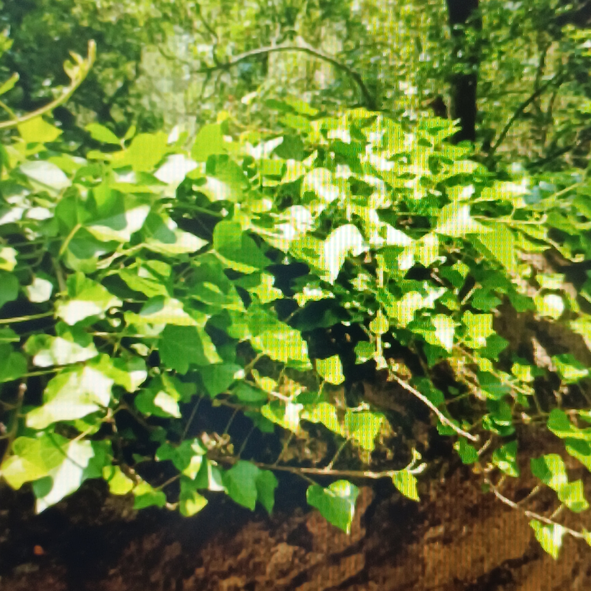 The image depicts a close-up view of lush green ivy growing over a dark, textured surface, possibly a tree trunk or a stone wall. The ivy leaves are vibrant and appear healthy, with some catching the sunlight and appearing brighter. In the background, out of focus, are more green foliage and a dark tree trunk, suggesting a natural, possibly wooded environment. The lighting indicates it is daytime, likely with dappled sunlight filtering through. The scene is devoid of any human presence or activity. Based on the provided context, this scene is located in Rüsselsheim am Main, Germany, within an outdoor setting characterized by vegetation.