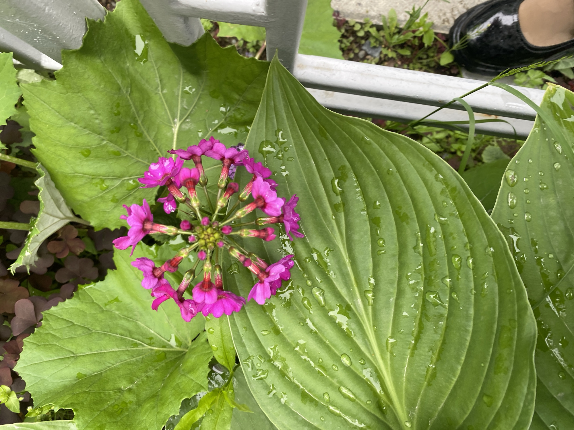 A close-up, overhead view captures a cluster of small, bright pink flowers with delicate petals, arranged in a circular pattern. The flowers are clustered at the center of a large, lush green leaf, which is covered in numerous water droplets, indicating recent rain or dew. This large leaf is part of a plant, possibly a hosta, with prominent parallel veins. In the background, more green foliage and some reddish-brown leaves are visible. To the right of the frame, a section of a gray, cylindrical metal structure, possibly part of a railing or fence, is present. Partially visible at the bottom right corner is the tip of a black, shiny shoe. The scene suggests an outdoor garden setting in Yuzhno-Sakhalinsk, Russia, likely after a rain shower.