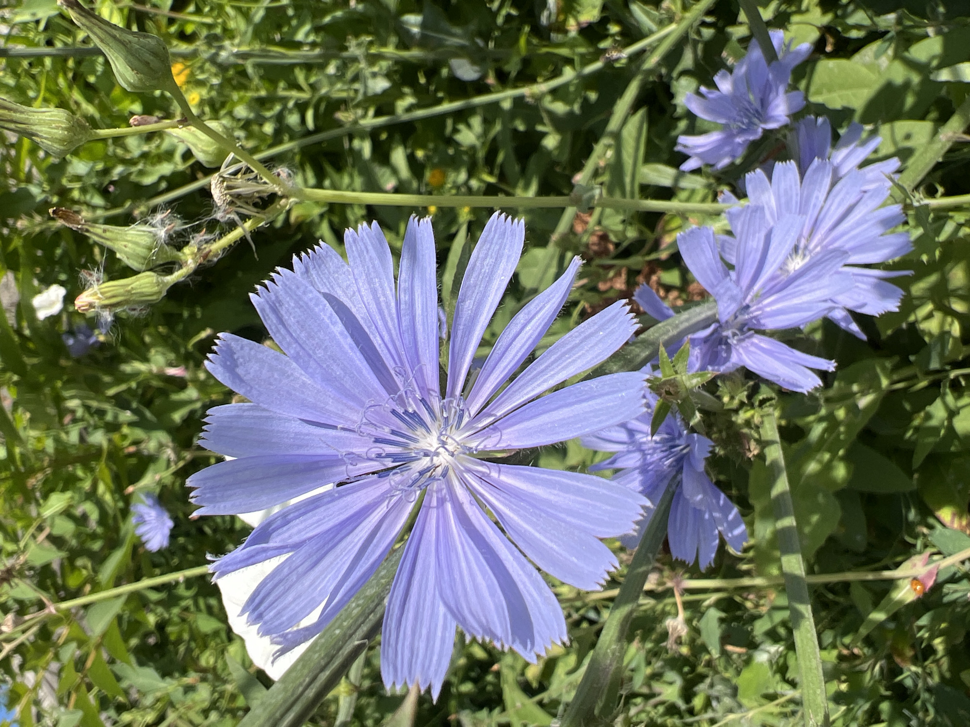 This is a close-up, eye-level shot of several light purple chicory flowers in bloom, set against a blurred background of green foliage and stems. The main focus is on a large, fully opened chicory flower in the foreground, its petals radiating outwards from a central white and blue pistil. To the right and below, several smaller chicory flowers and unopened buds are visible. The overall setting appears to be a natural environment, possibly a garden or a wild field, under bright daylight. There are no people or man-made structures depicted.