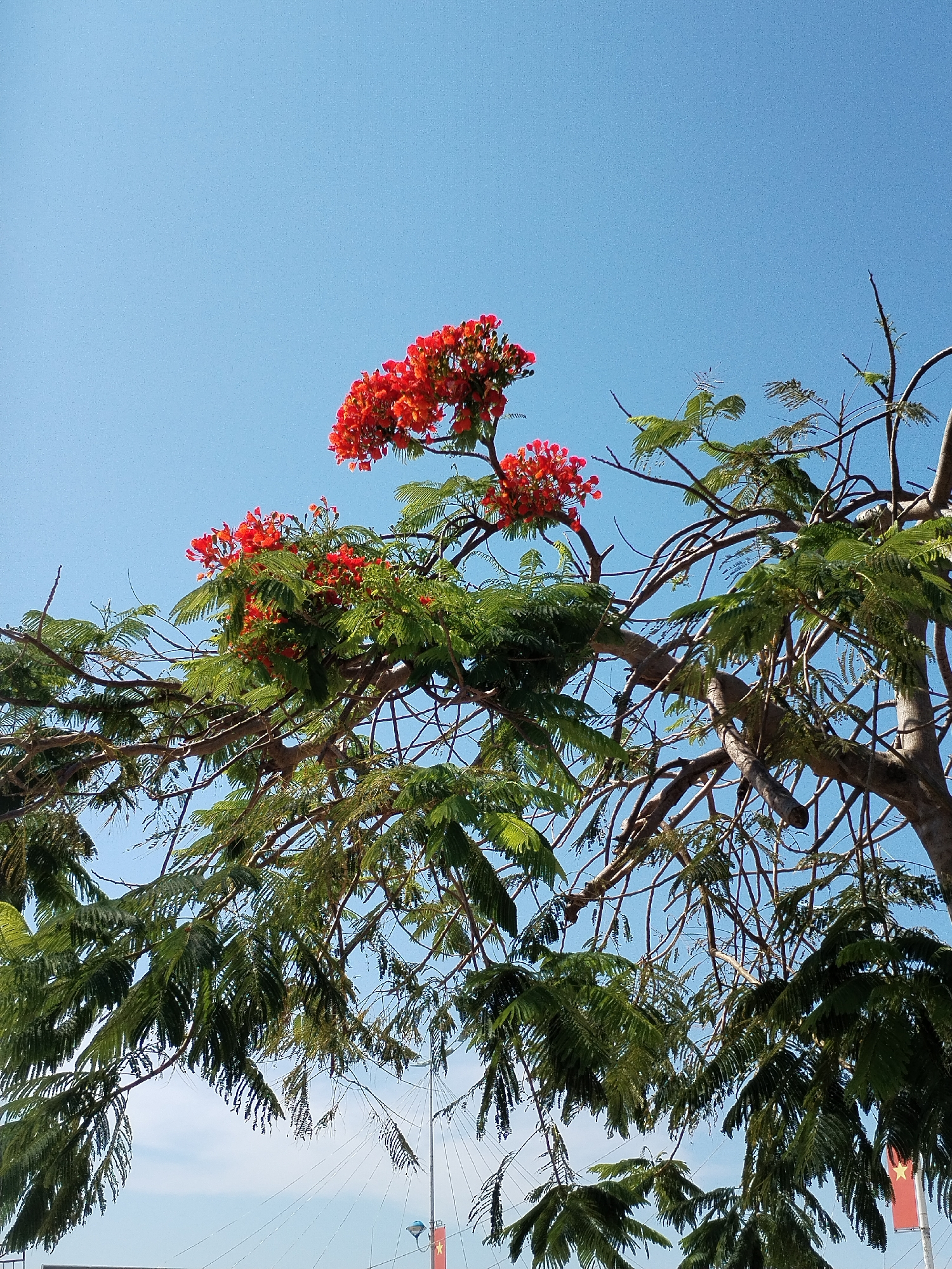The image shows a low-angle view of a tree with vibrant red flowers and green leaves against a clear blue sky. The tree’s branches are prominent and spread across the frame. The scene is likely located in Bac Nha Trang Ward, Vietnam, indicated by a flag with a yellow star visible at the bottom right corner of the frame. A bridge structure can be seen in the background. The lighting is bright and the overall impression is one of a clear, sunny day.