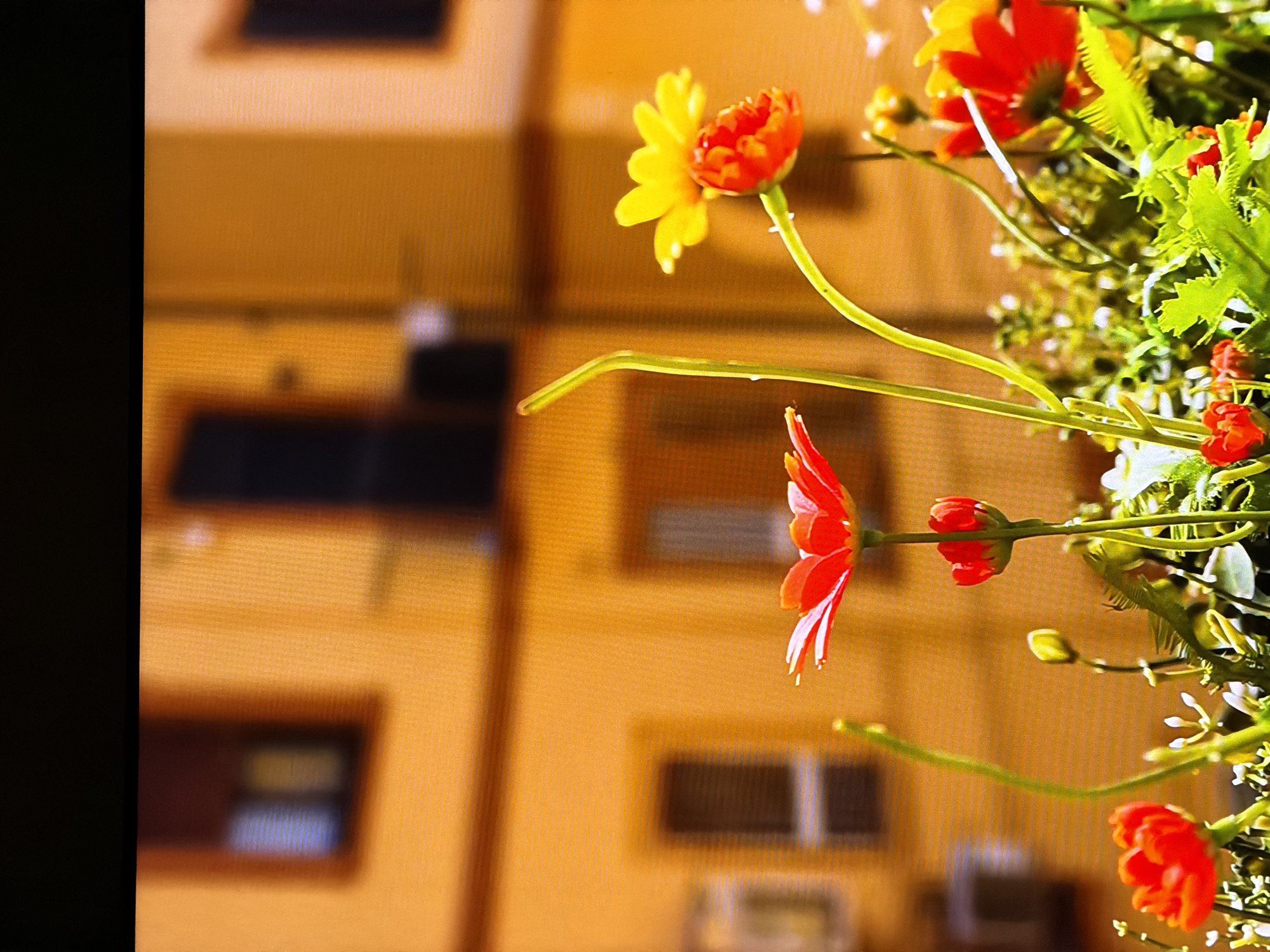 The image displays a close-up view of several vibrantly colored flowers, primarily red and yellow, with green stems and foliage. The flowers are in various stages of bloom, with some fully open and others appearing as buds. The background is a soft-focus, warm orange hue, suggesting an outdoor setting bathed in sunlight. Hints of architectural elements, possibly windows and building facades, are faintly discernible in the blurred background, contributing to an impression of an urban or semi-urban environment. There are no people or discernible actions taking place within the frame; the focus is entirely on the floral subject matter. The image appears to be a photograph, possibly taken with a shallow depth of field to emphasize the flowers. There is no indication of the specific location of Chirchik, Uzbekistan, within the image itself.