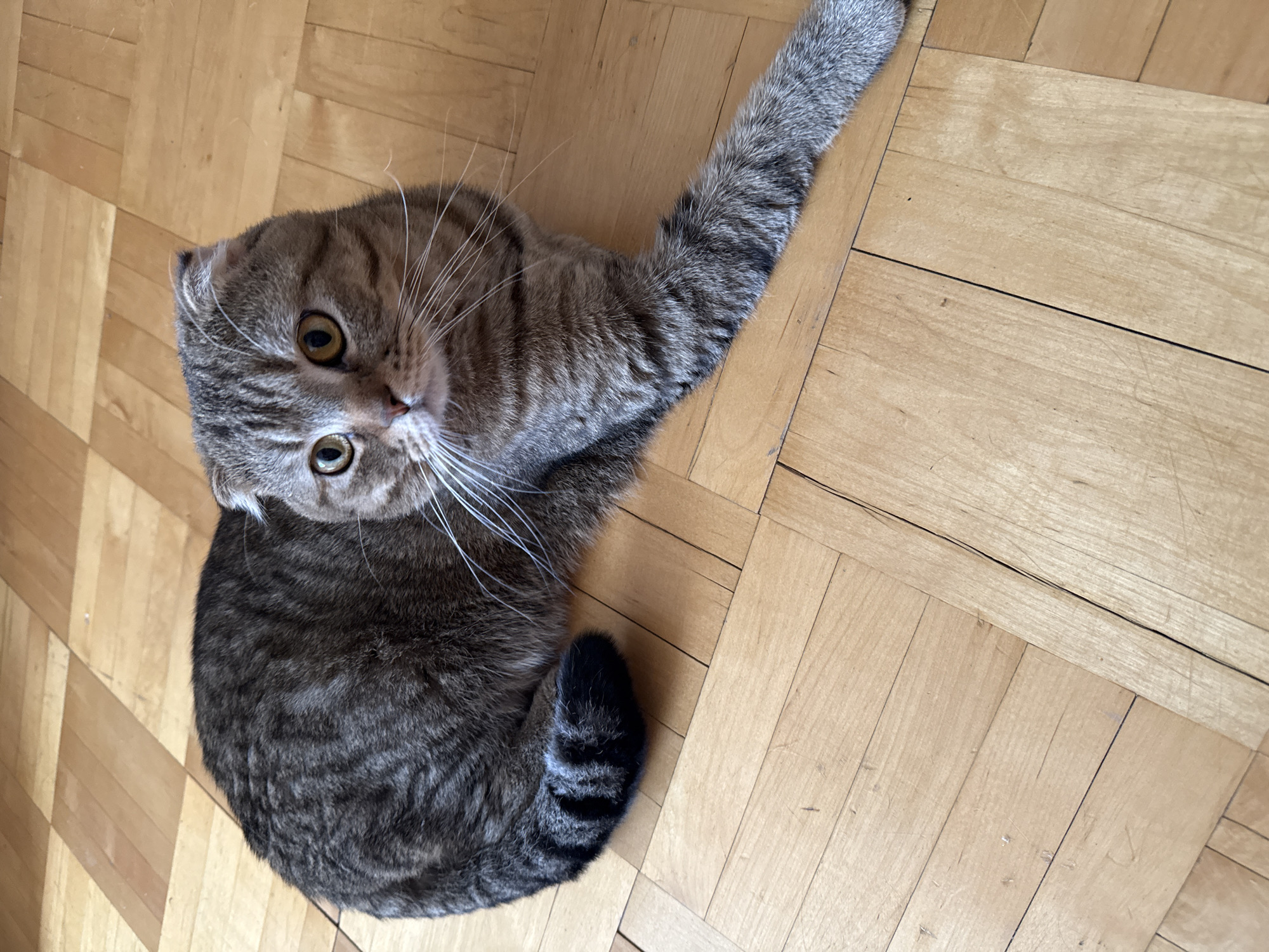 The image depicts a Scottish Fold cat lying on a wooden floor with light brown planks. The cat is mostly grey with darker tabby markings. It has distinctive folded ears, a broad face, and round yellow eyes that are looking directly at the camera. Its right front paw is extended outwards. The cat's tail is curled and partially visible near its body. The scene appears to be indoors. The location is unknown.