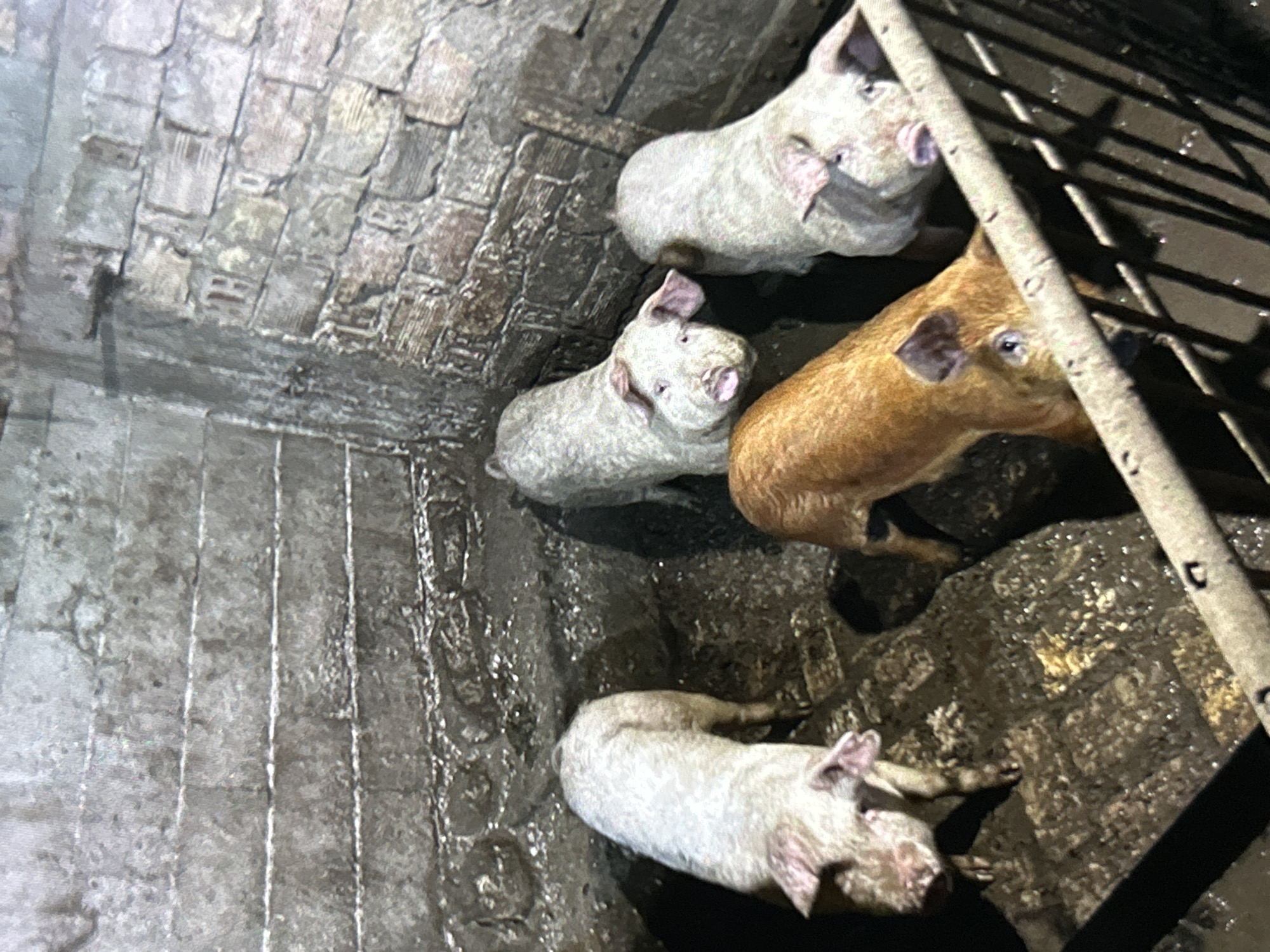 The image depicts a small group of young pigs in a confined, indoor space. There are three light-colored pigs and one reddish-brown pig. The floor appears to be made of concrete or a similar material and is covered in dirt and moisture. A section of the enclosure consists of a brick wall with what appears to be a drainage system. The right side of the image includes what appears to be a metal barred structure. There are no people visible in the scene. There is no indication that this is in Varna, Bulgaria.