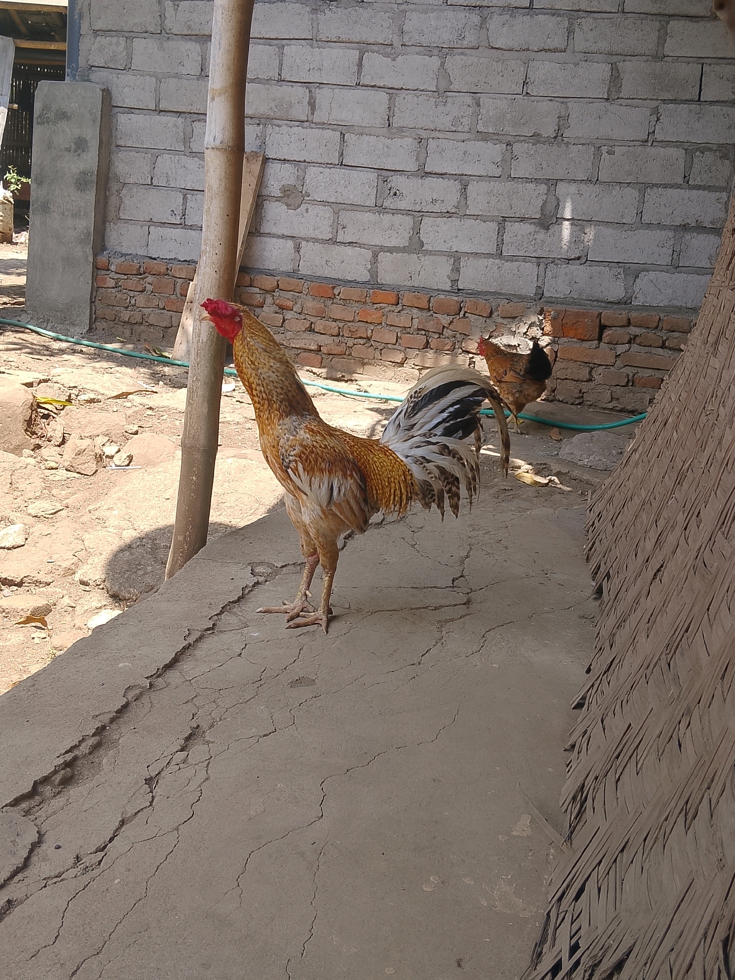 In an outdoor, likely rural setting, a male chicken, or rooster, stands prominently on a cracked concrete surface. The rooster has golden-brown and white plumage, a bright red comb and wattle, and a long, flowing tail. Behind the rooster, a brown hen is visible, standing near a brick wall. The wall itself is constructed from lighter colored bricks with a darker brick base. A tall, slender bamboo pole is positioned vertically to the left of the rooster. The ground is a mixture of dirt and rocks, and to the far right of the image, a portion of a thatched roof or structure is visible. The scene is illuminated by sunlight, casting shadows on the ground.