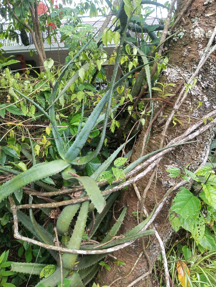 The image presents a dense, verdant natural scene in Orehat, India, primarily showcasing lush plant life. In the foreground and midground, several large aloe vera plants are prominent, characterized by their thick, sword-shaped leaves with spiny edges, displaying shades of green and blue-green. These plants are intertwined with a variety of other green foliage and numerous woody vines.
On the right side of the frame, a large tree trunk with rough, textured bark serves as a backdrop. Several thick, lighter-colored vines and creeper plants are wrapped tightly around this trunk, some appearing to have flaky or peeling bark. Other brown, textured vines, resembling segmented chains, also grow among the foliage and around the tree.
In the upper left portion of the background, partially obscured by the dense greenery, a building is visible. It appears to be a residential structure, possibly a house, with a balcony railing and a roofline visible, suggesting human habitation nearby. The scene is bathed in soft, diffused light, indicating daytime conditions, possibly overcast. No people or animals are visible, and no specific activity is occurring. The overall impression is one of thriving, slightly wild growth in a tropical or subtropical environment. There is no visible text in the image.