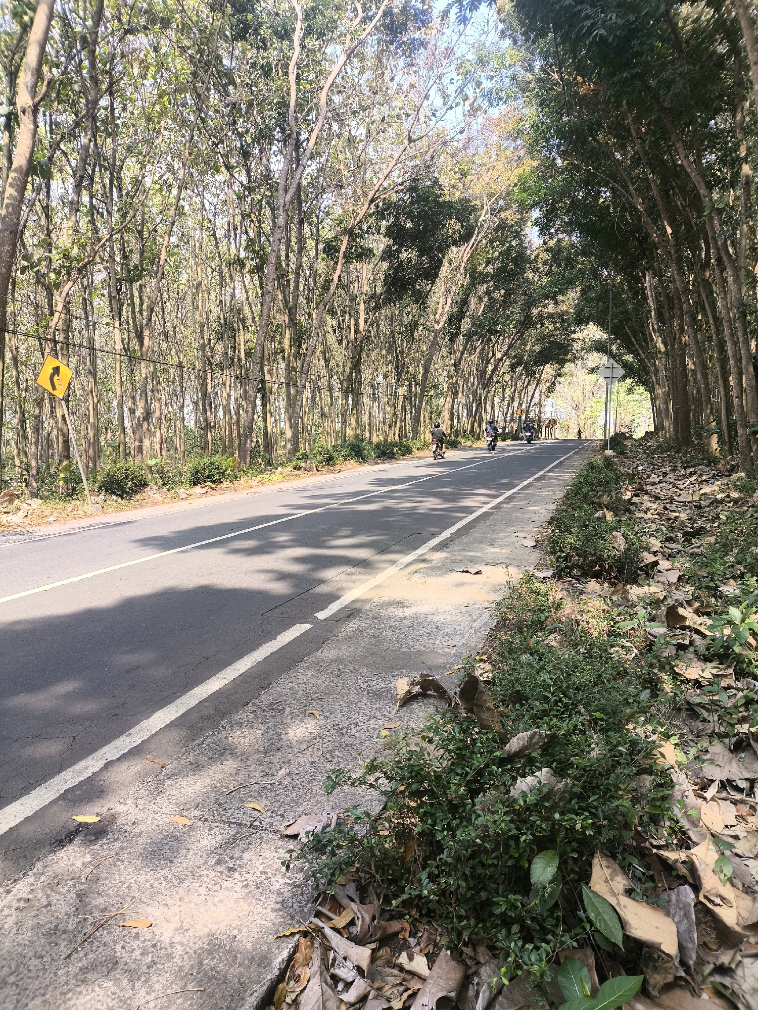 The image depicts a road lined with trees in Senduro, Indonesia. The road is asphalt, with a white line marking the lane. On the left side of the road, there is a yellow traffic sign with a black arrow indicating a curve. Several motorcycles are seen on the road, some with riders. The trees on both sides of the road form a canopy, creating a shaded effect on the road surface. The ground beside the road is covered with dry leaves and some green vegetation. The overall scene suggests a rural or suburban setting with natural surroundings.