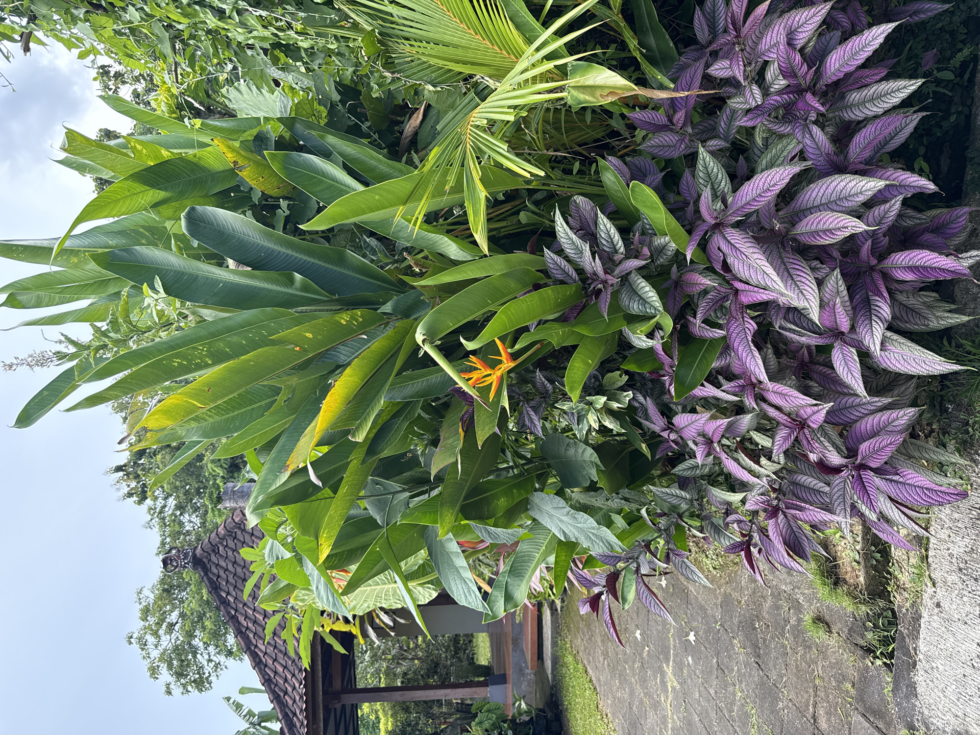 The image captures a vibrant garden scene in Kutuh, Indonesia. Lush greenery dominates, featuring large green leaves of what appears to be Heliconia plants, interspersed with purple-veined Persian Shield plants. A single orange Bird of Paradise flower stands out amidst the foliage. A stone pathway extends into the scene, with a glimpse of a traditional Indonesian pavilion roof visible in the background. The vegetation is dense and thriving, typical of a tropical climate.