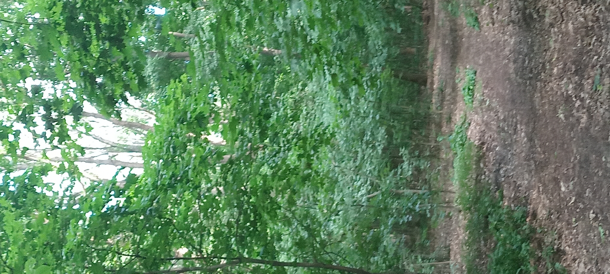 The image depicts a dirt path winding through a dense forest. Sunlight filters through the canopy of lush green trees, casting dappled shadows on the forest floor, which is covered in fallen leaves and some patches of grass. The path appears well-trodden, suggesting it is a frequently used trail. The overall scene is tranquil and natural, evoking a sense of peacefulness. The specific location in Koviahy, Ukraine, is not discernible from the visual information in the image.