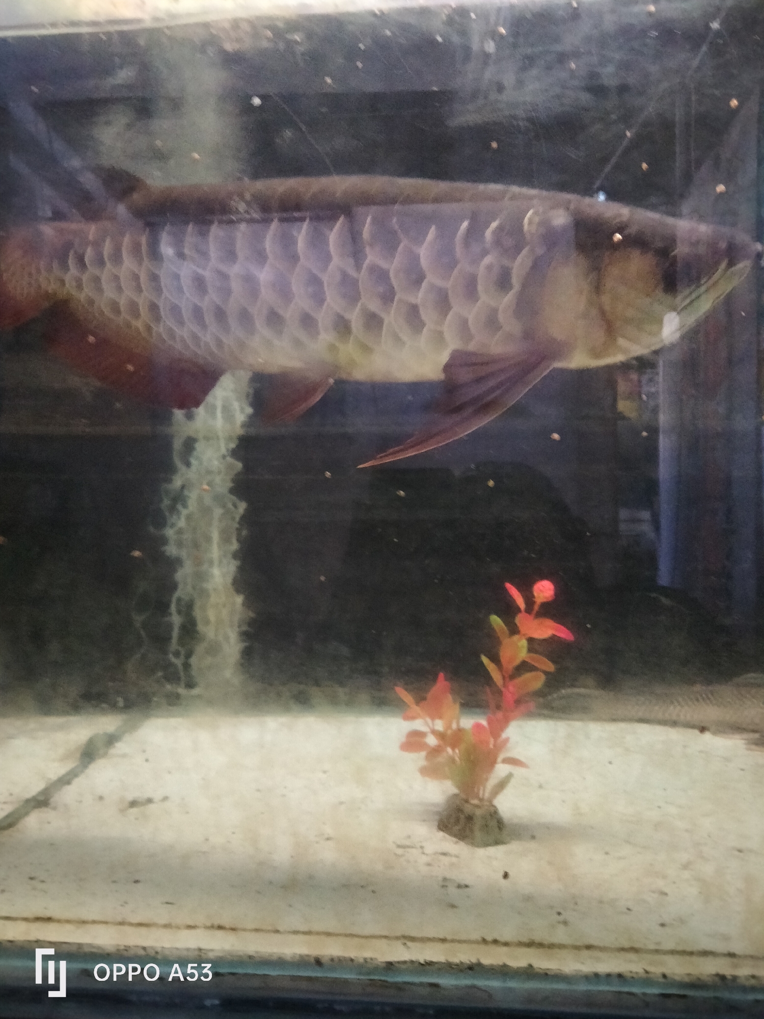 An Arowana fish, with large, iridescent scales and reddish fins, swims horizontally across the center of an aquarium. The fish is positioned slightly to the right, facing left. Its body is elongated and slender, with a prominent dorsal fin and tail fin. The aquarium's interior is dimly lit, with the sandy bottom visible. A small, artificial red and green plant sits in the lower right quadrant of the tank. Small specks, possibly food or debris, are scattered throughout the water. The image also shows the reflection of the interior of the aquarium and the exterior environment on the glass. The bottom left corner of the image displays a watermark with the text "OPPO A53". The location in Denpasar, Indonesia is not discernible from the provided image.